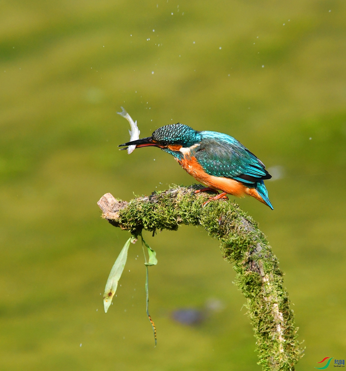 DSC_9554.JPG