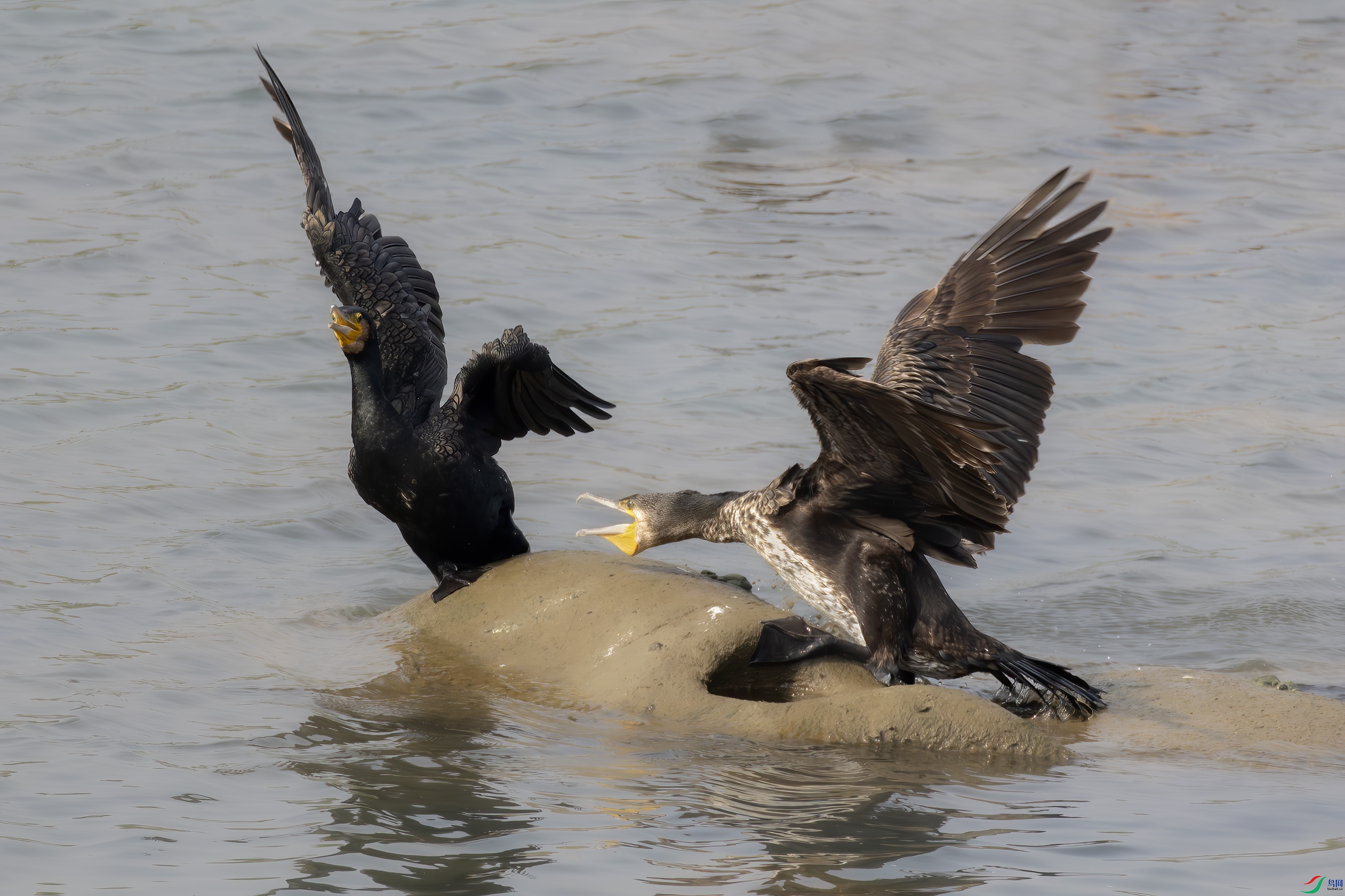 2I1A1436-����ǿ-NR ����.jpg