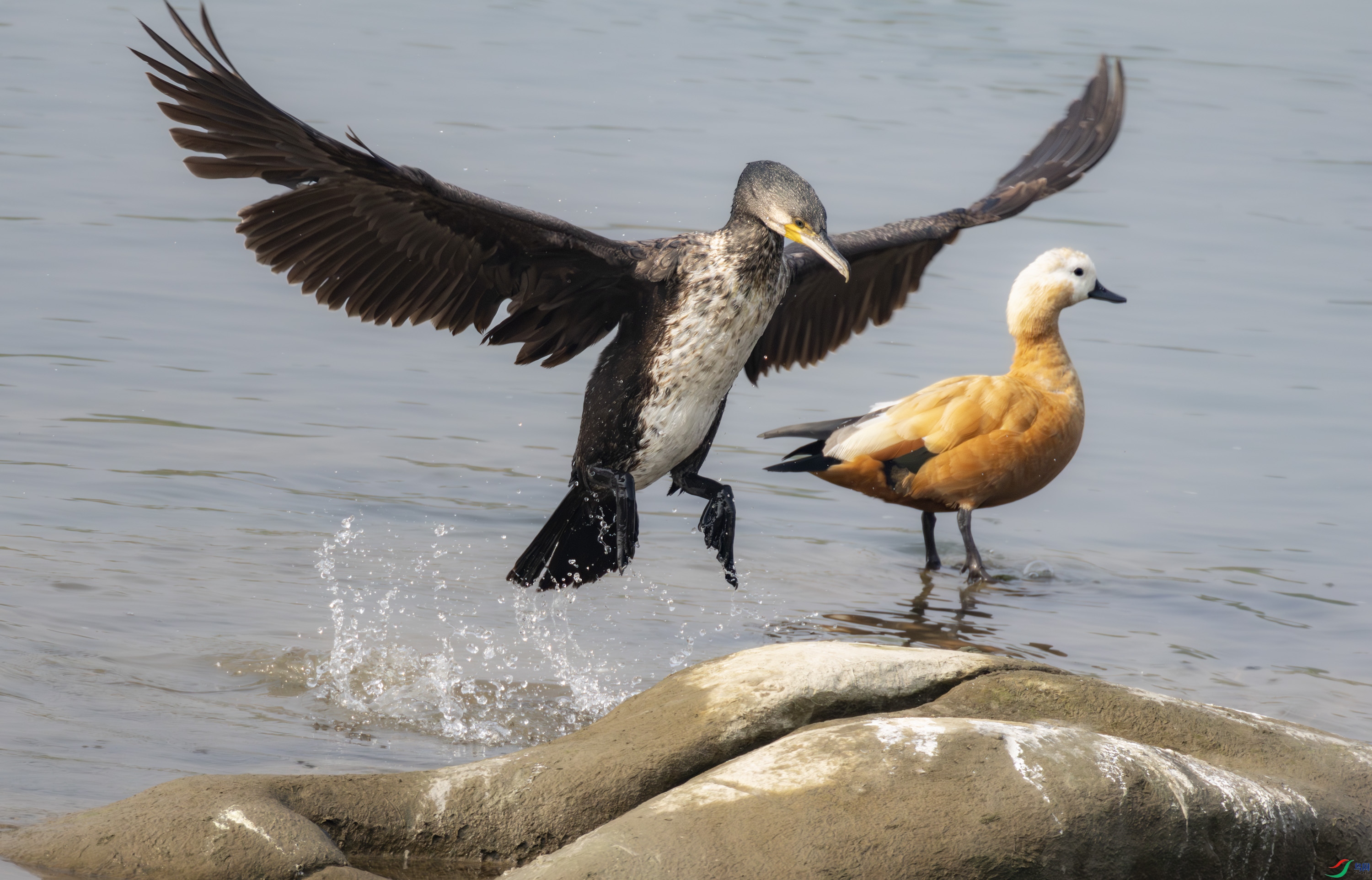 2I1A1106-����ǿ-NR ����.jpg