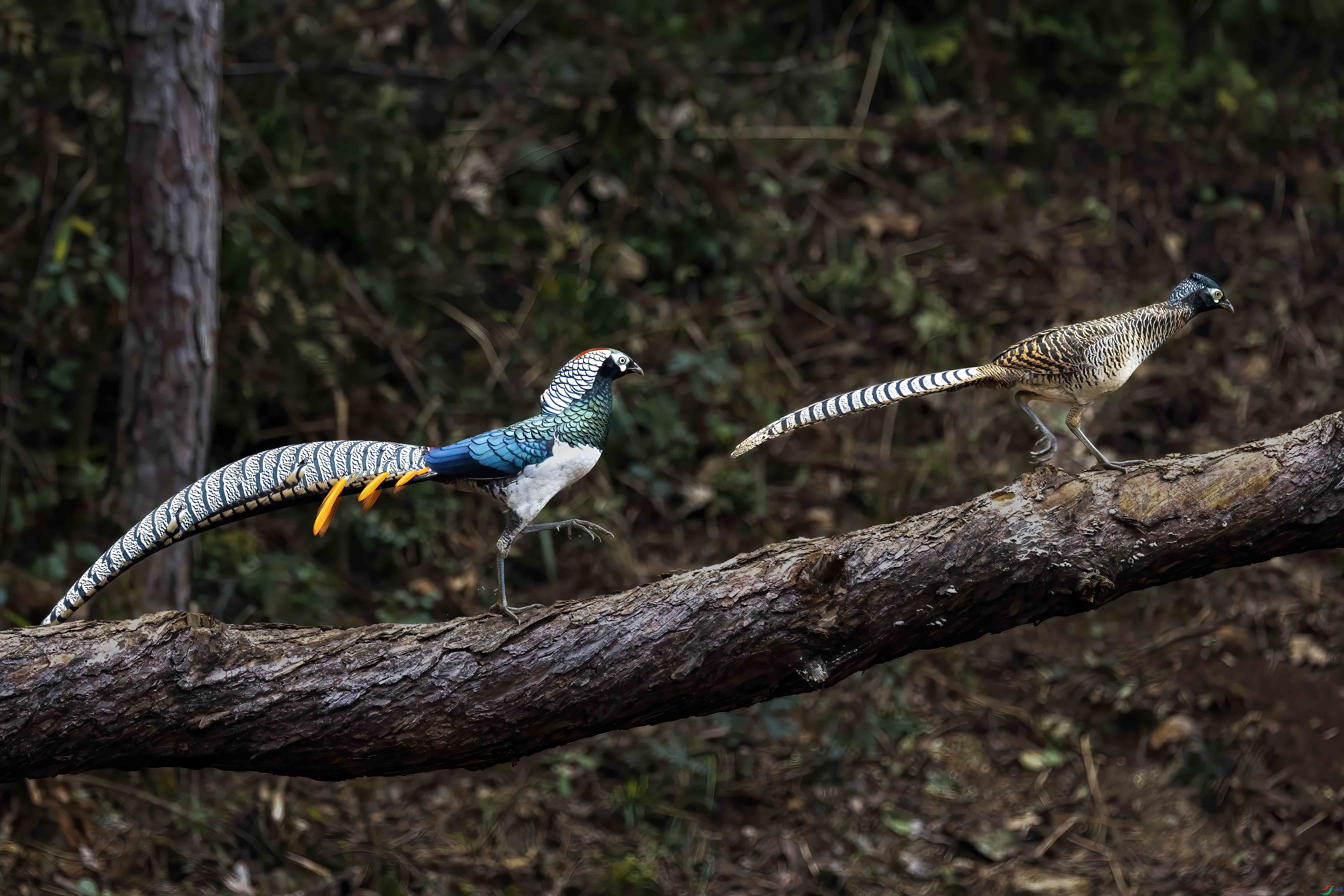 _MG_8427.jpg