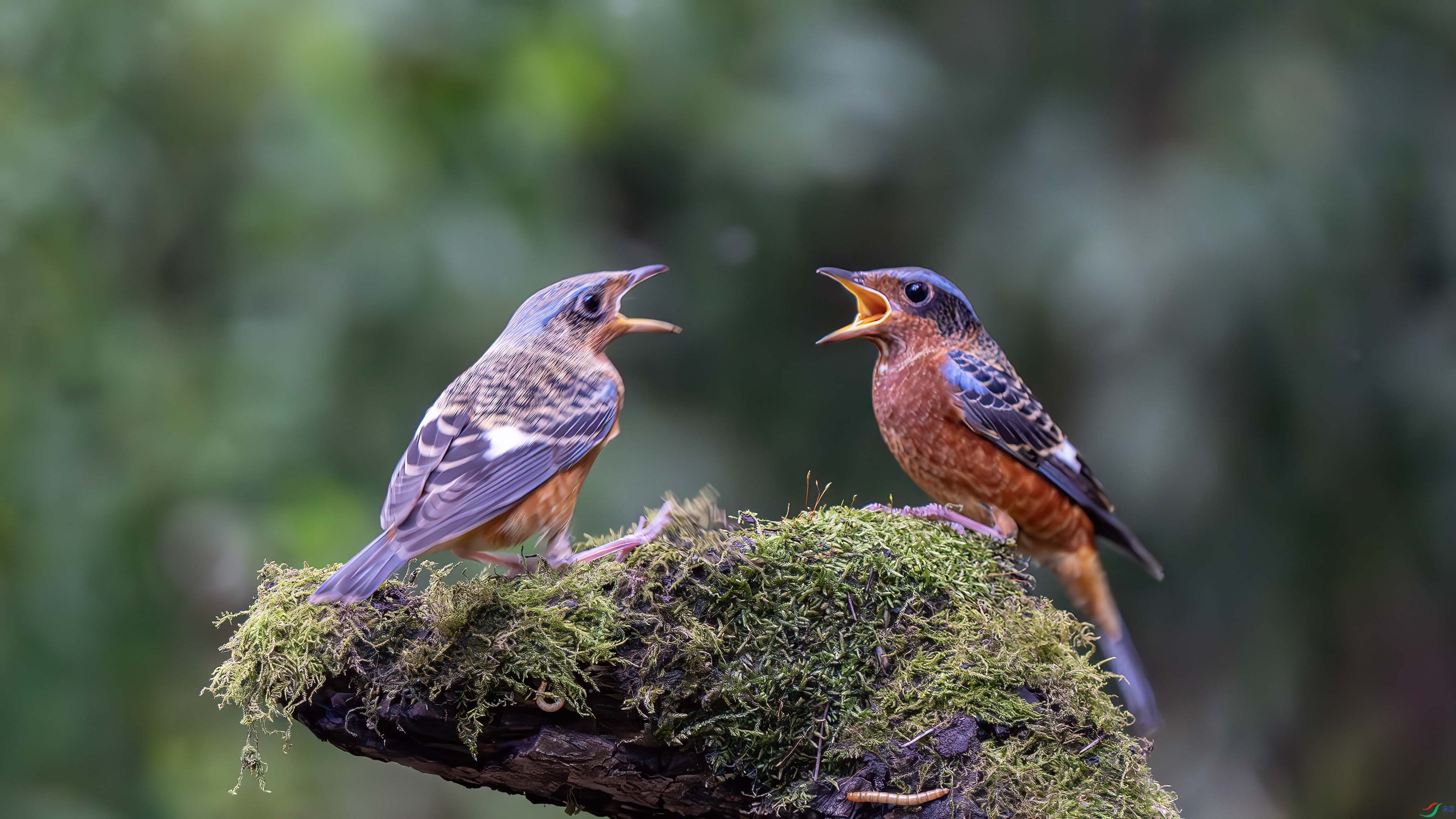 DSC07935 ����.jpg