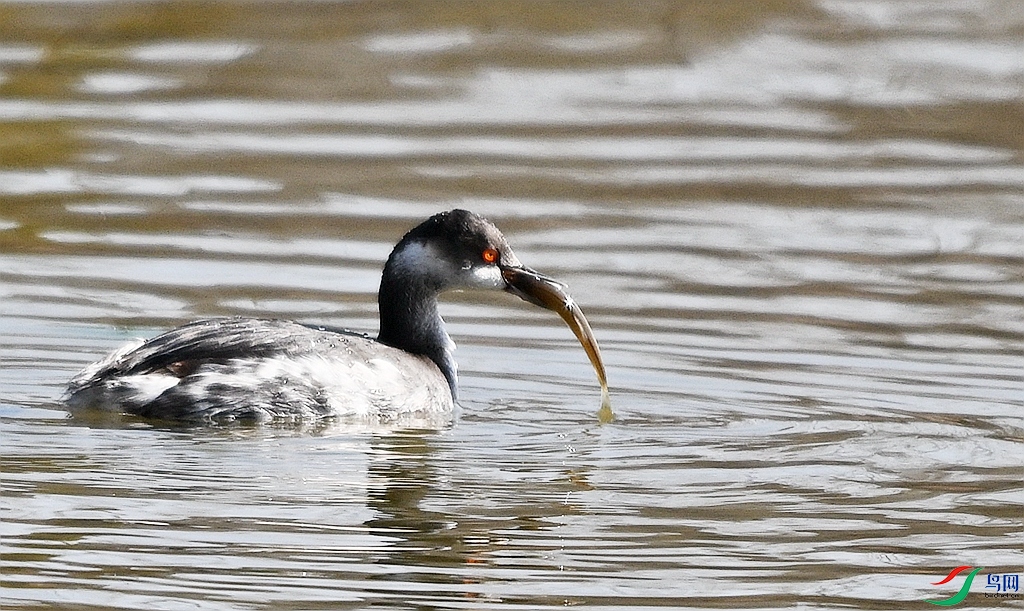 DSC_1597.JPG