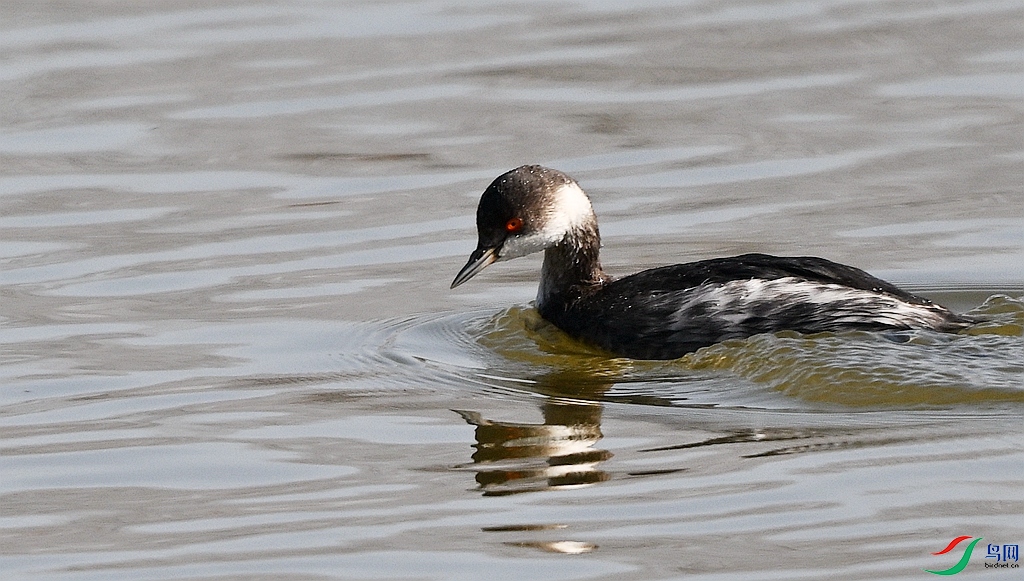 DSC_1464.JPG
