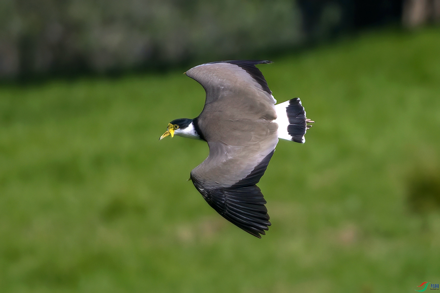 1P8A7181.jpg