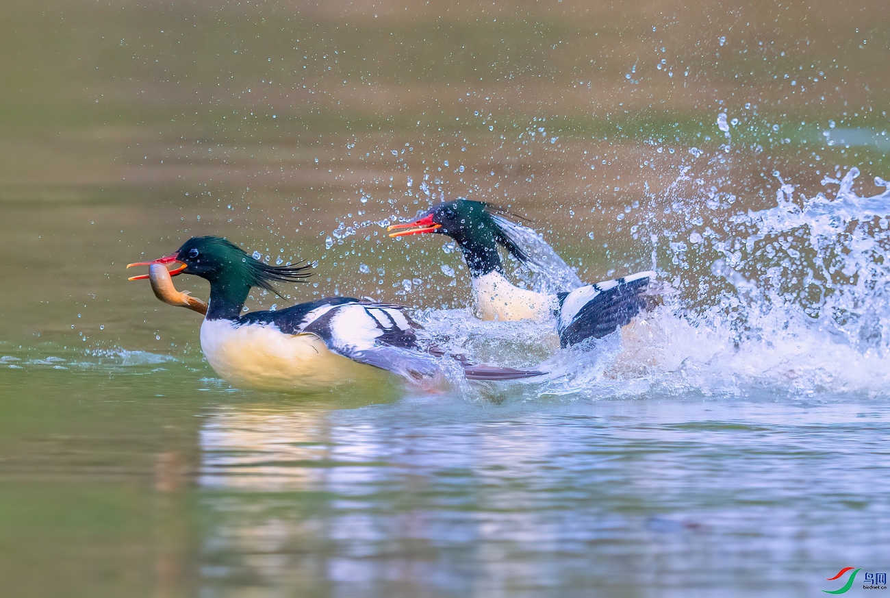 DSC_7758 ����001.jpg