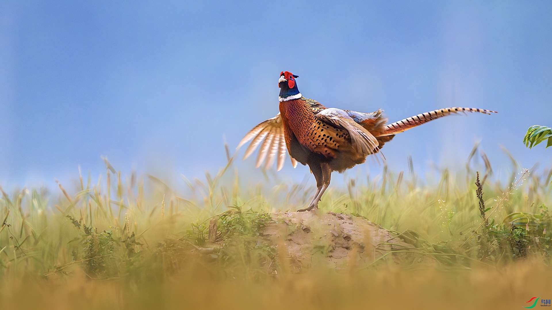 1_DSC0787-����ǿ-NR ����.jpeg