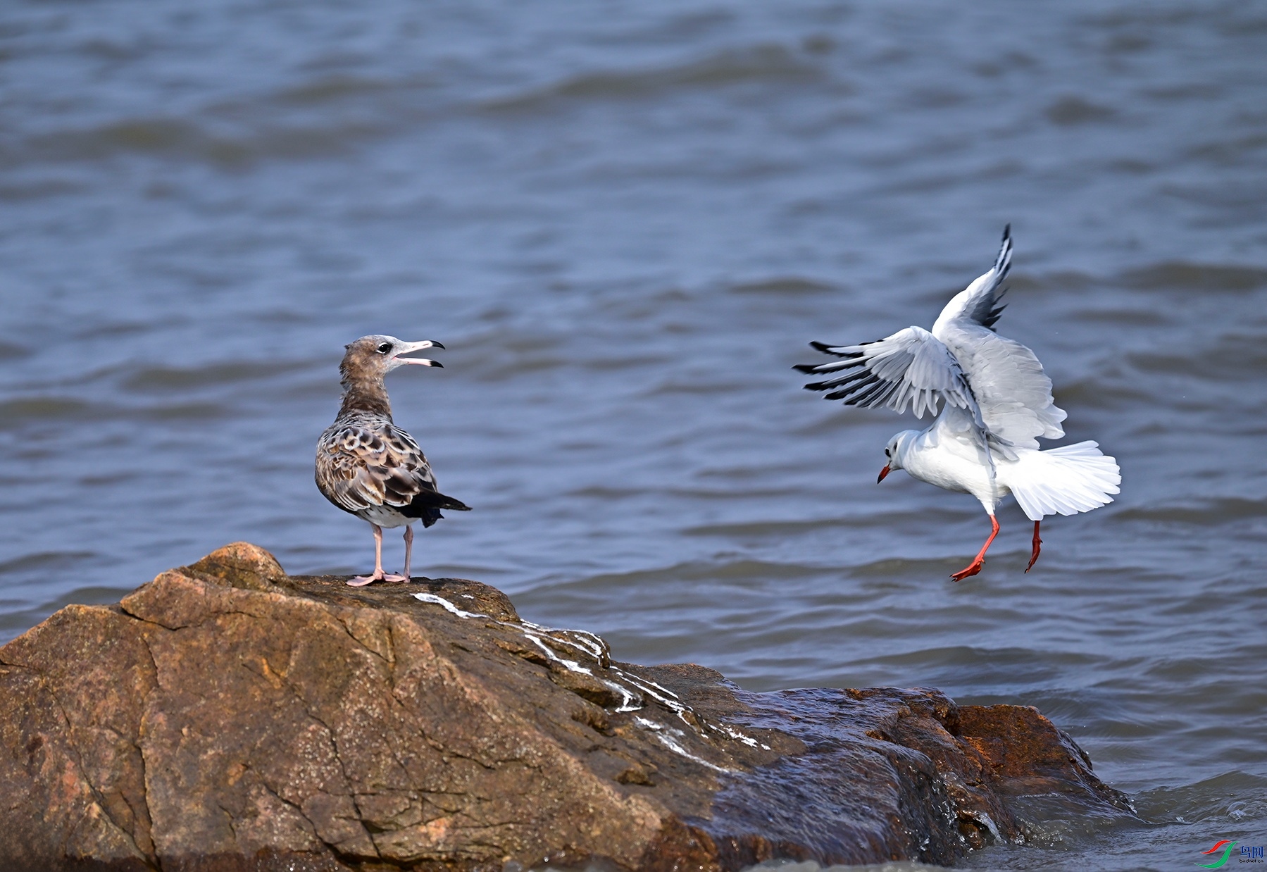 _DSC6358f.jpg