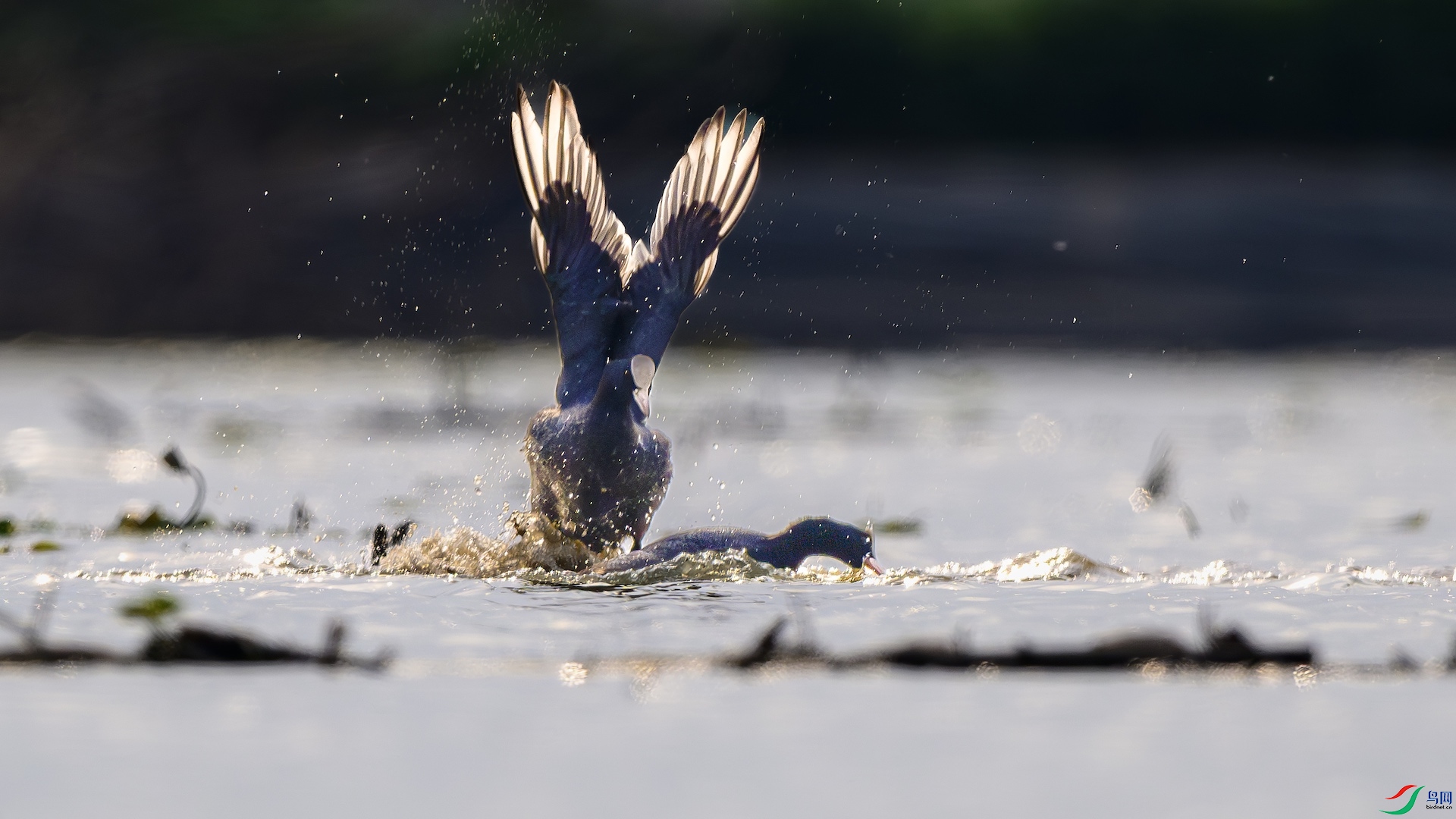 1_XXL6630-����ǿ-NR ����.jpeg