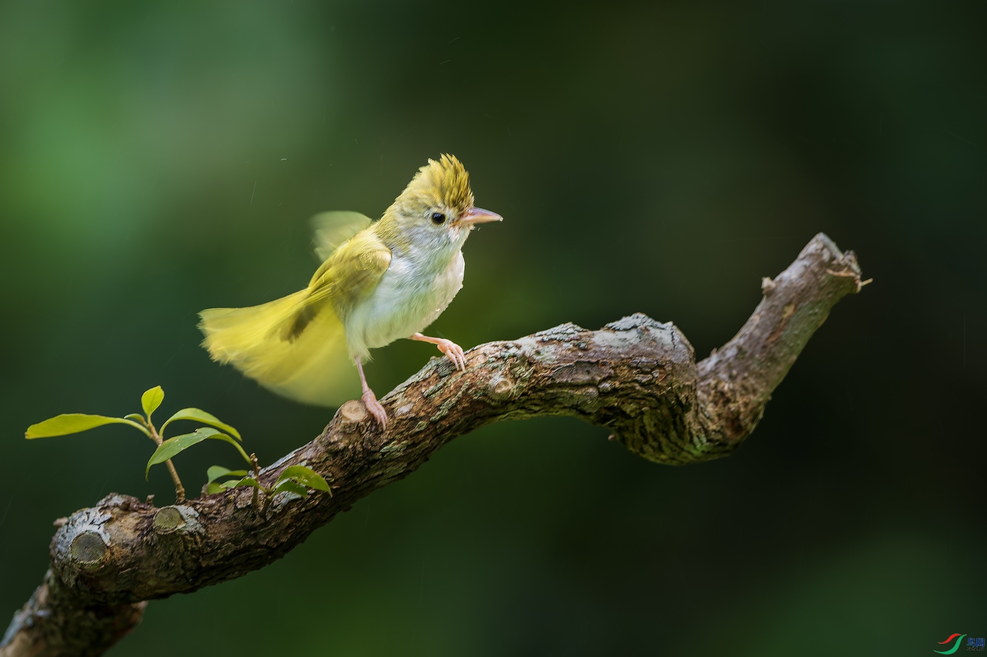 1_XXL7338-����ǿ-NR �����ĸ���.jpeg