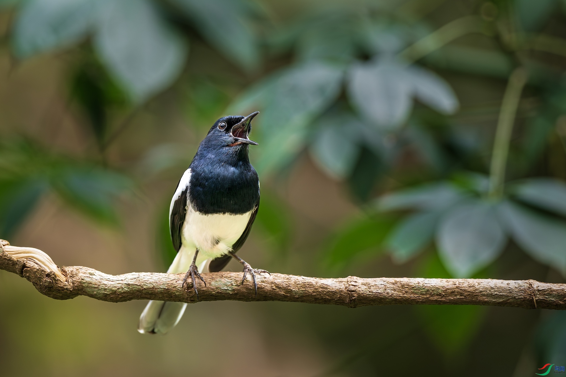 1_XXL7954-����ǿ-NR ����.jpeg