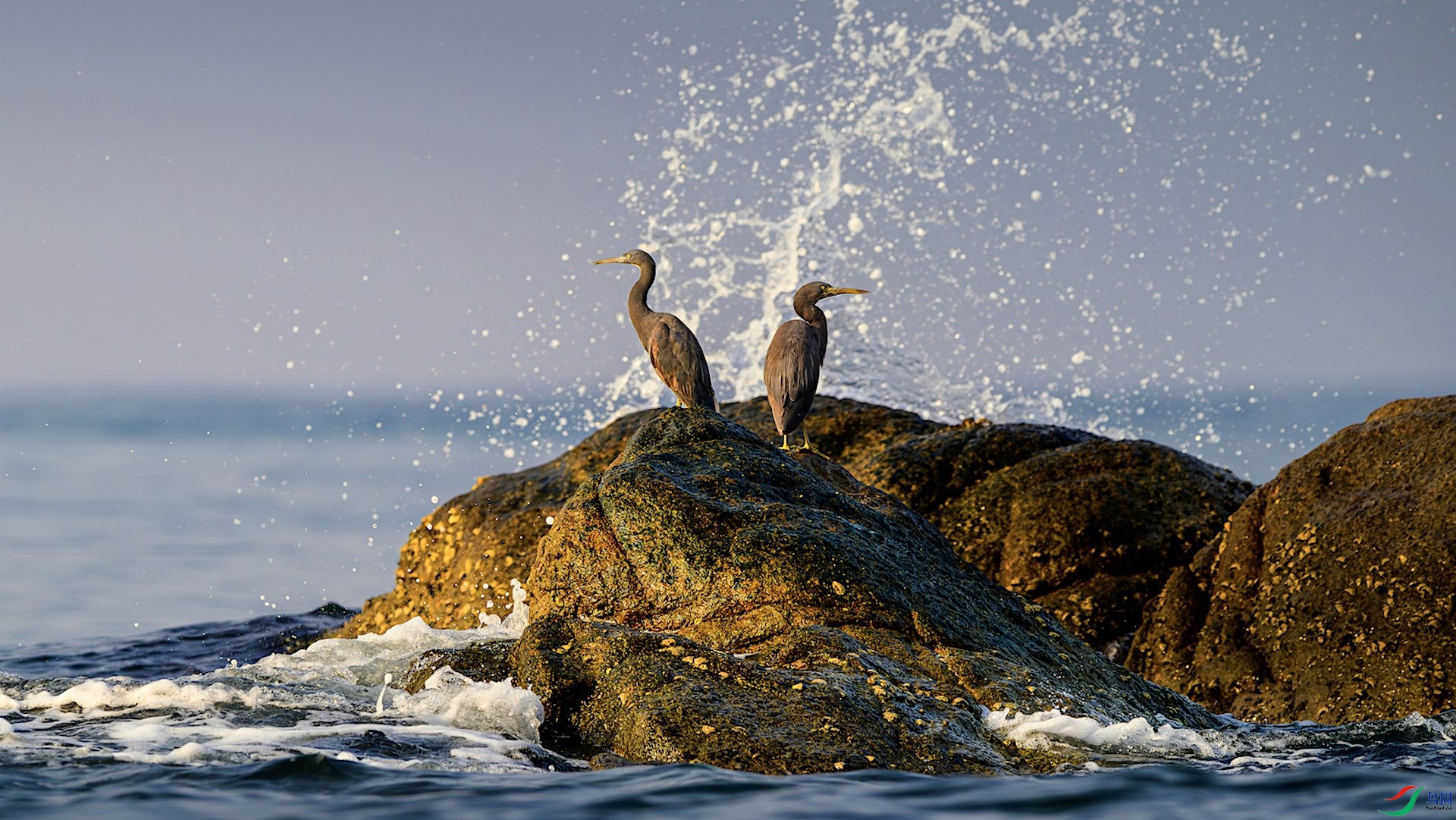 1_XXL9281-����ǿ-NR ���� 3.jpeg