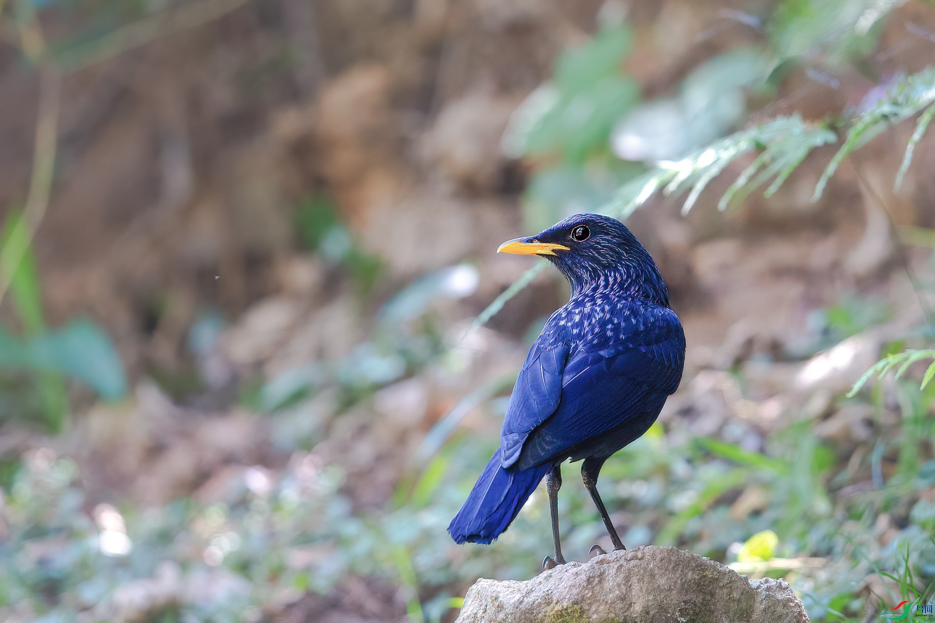 a_74342-1.jpg