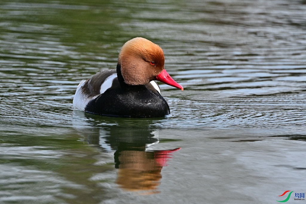 DSC_9831.JPG