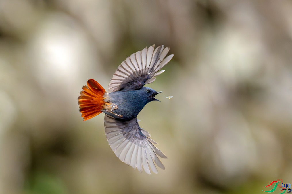 ���棨�ٻ���Ӱʦ�������{���� 6.png