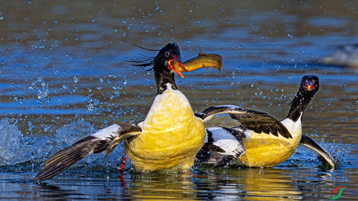 ˫Ѽ����������