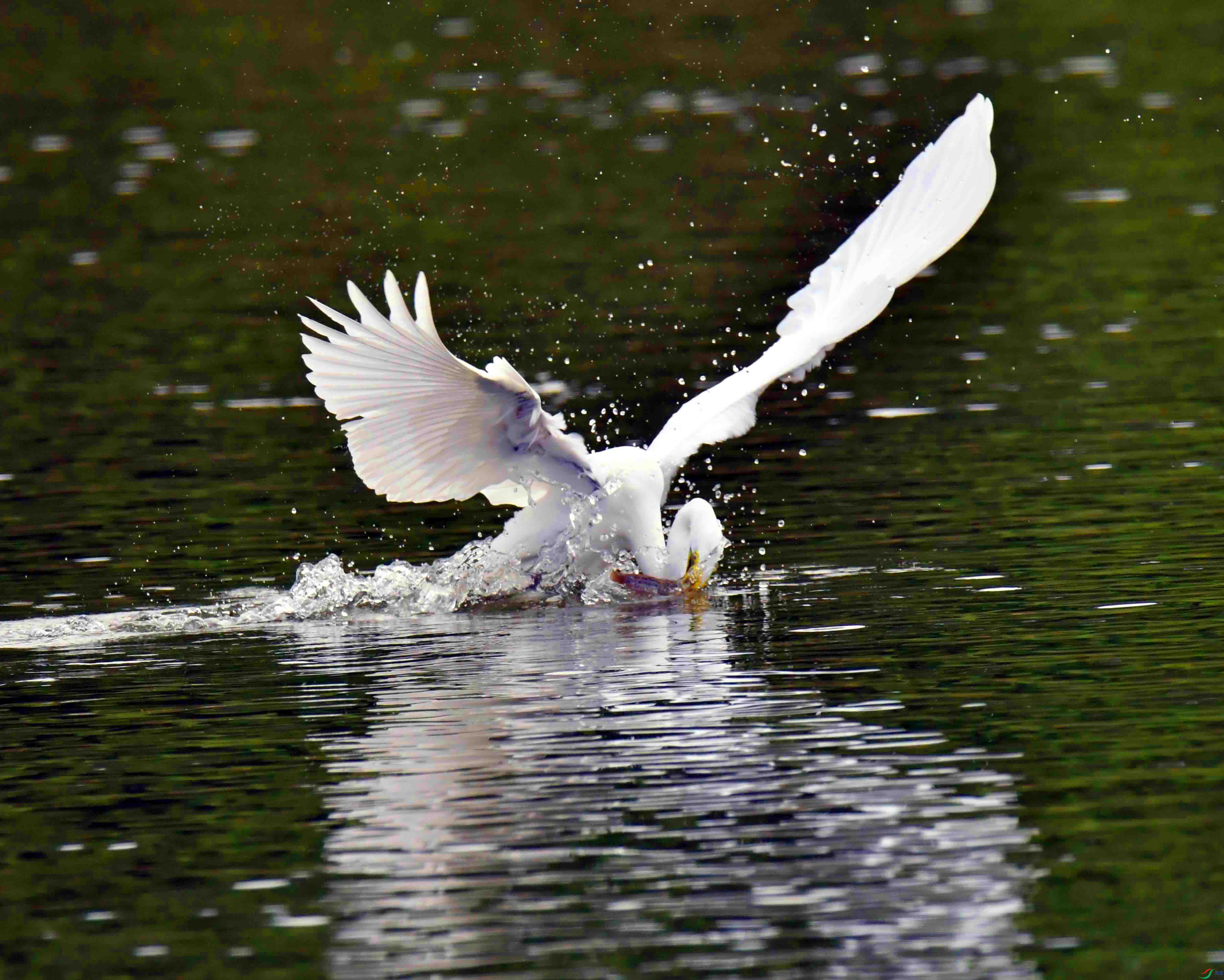DSC_5243.JPG