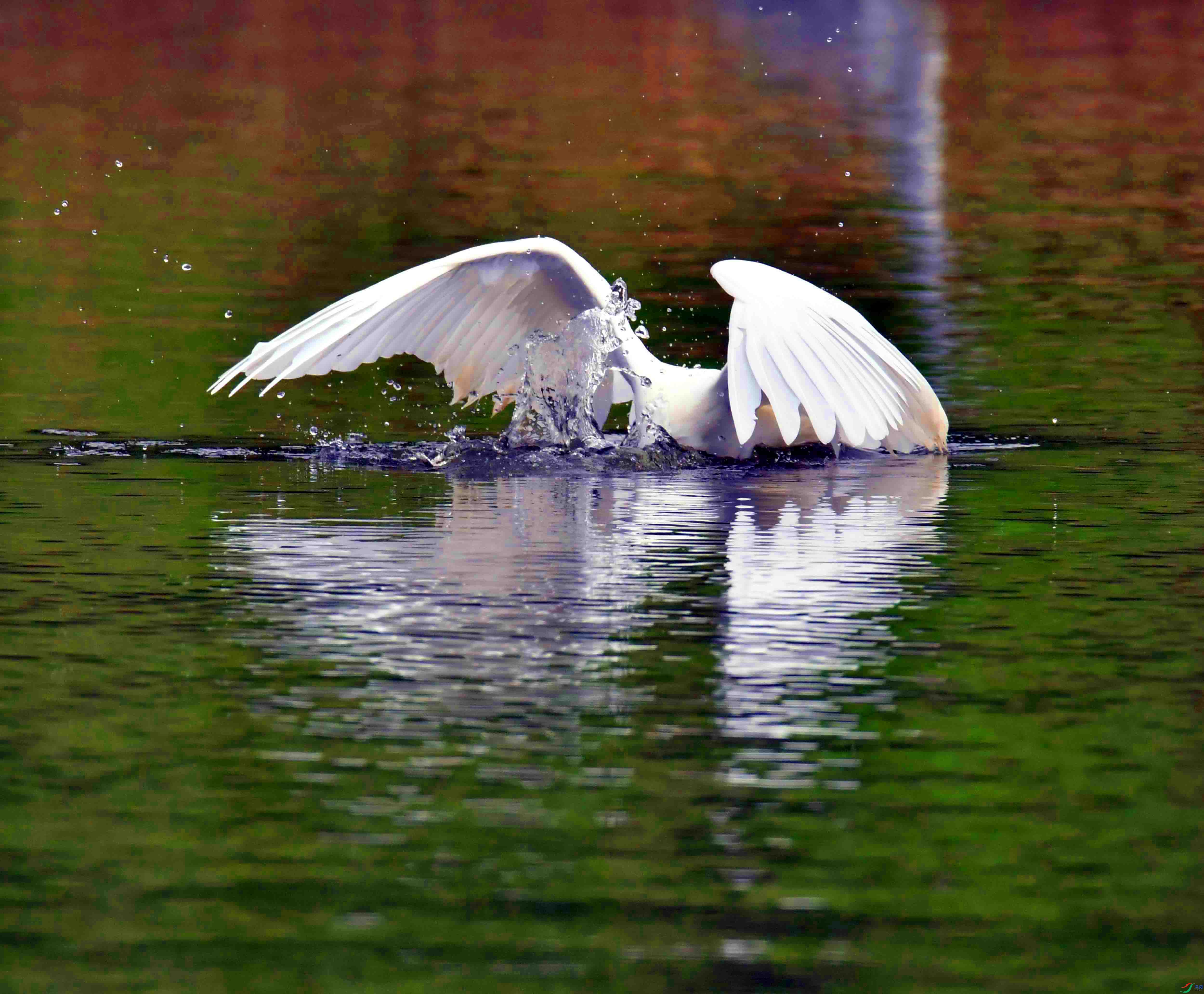 DSC_5251.JPG