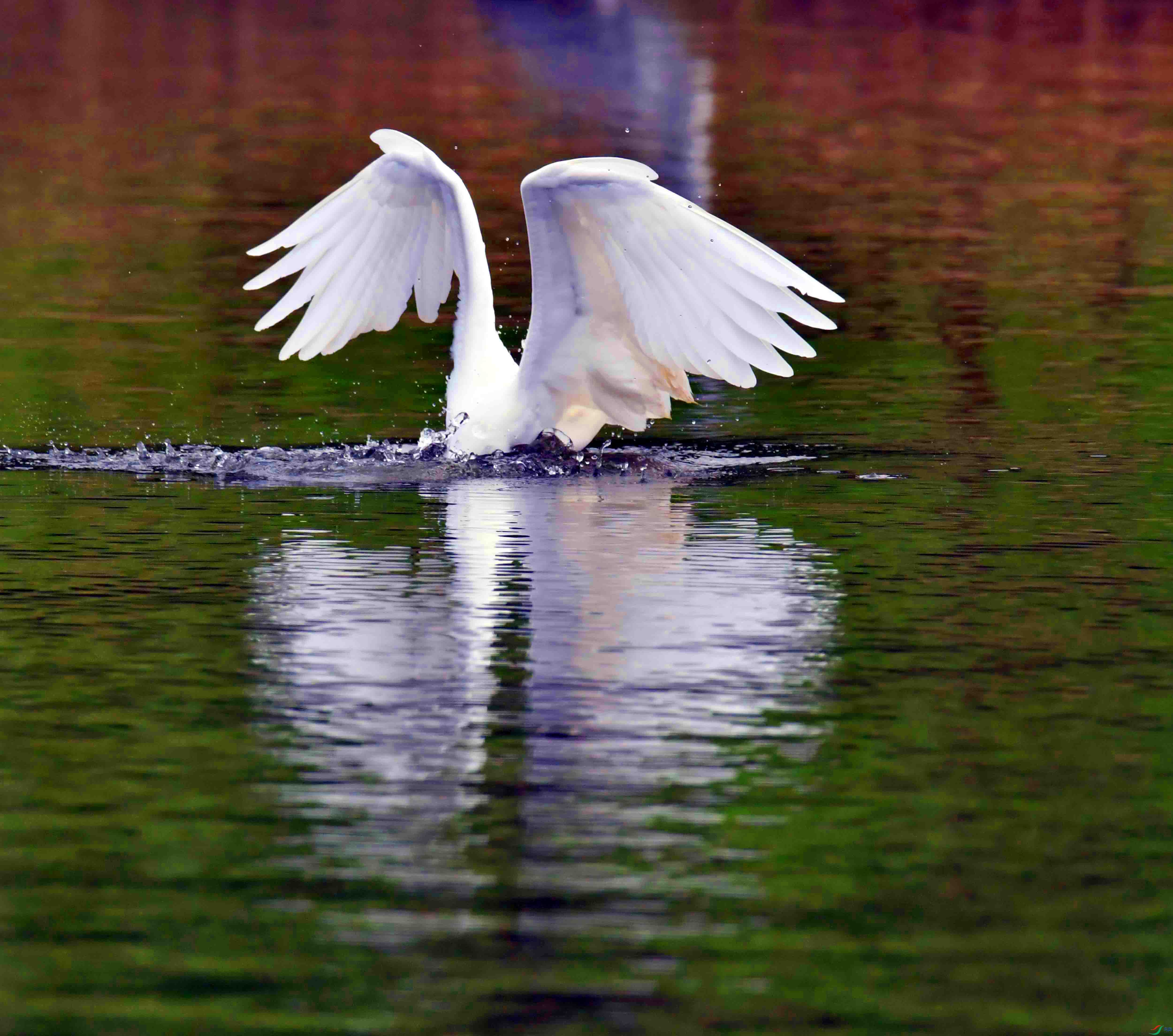 DSC_5252.JPG