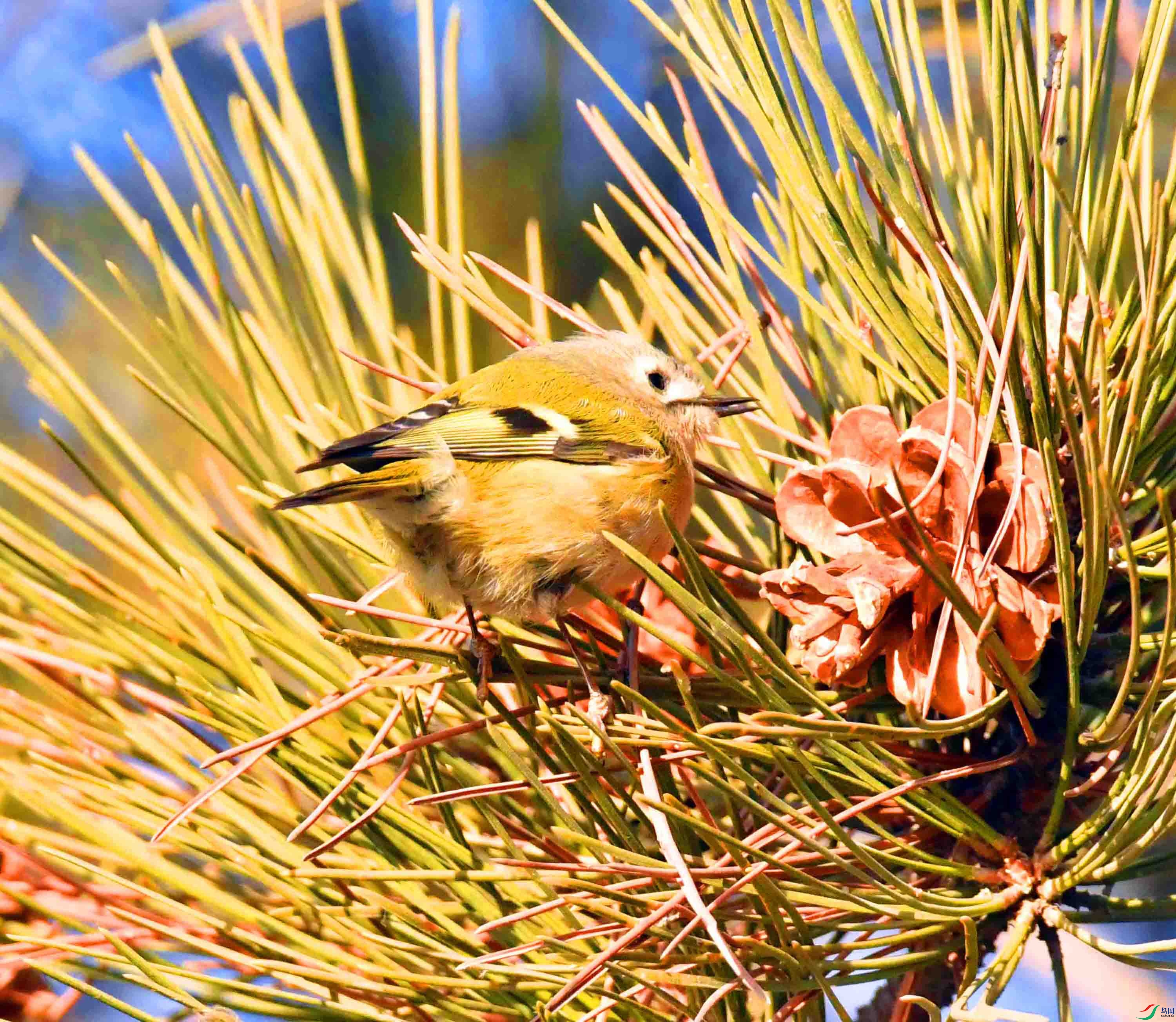 DSC_9906.JPG