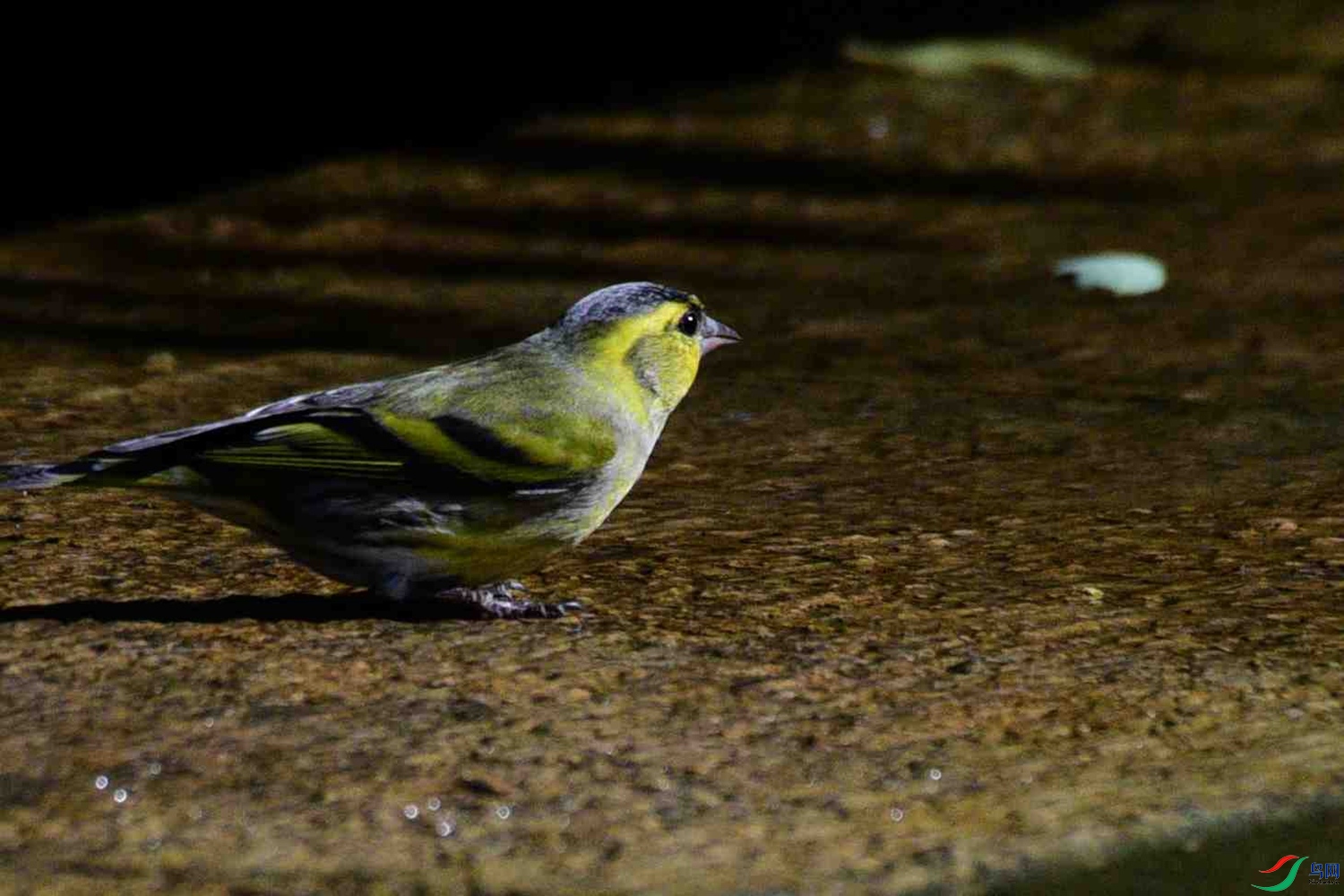 DSC_8910.JPG