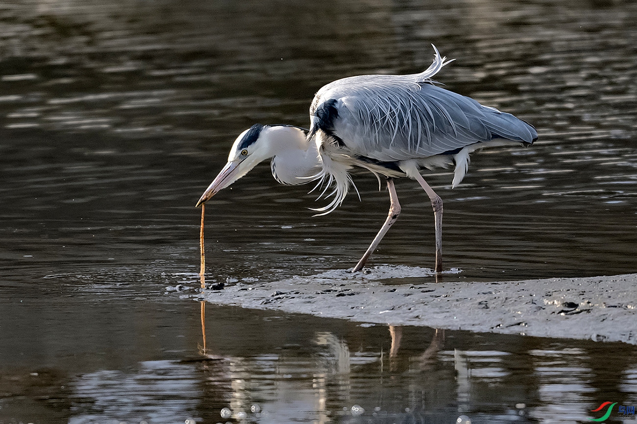 DSC_8306--.jpg