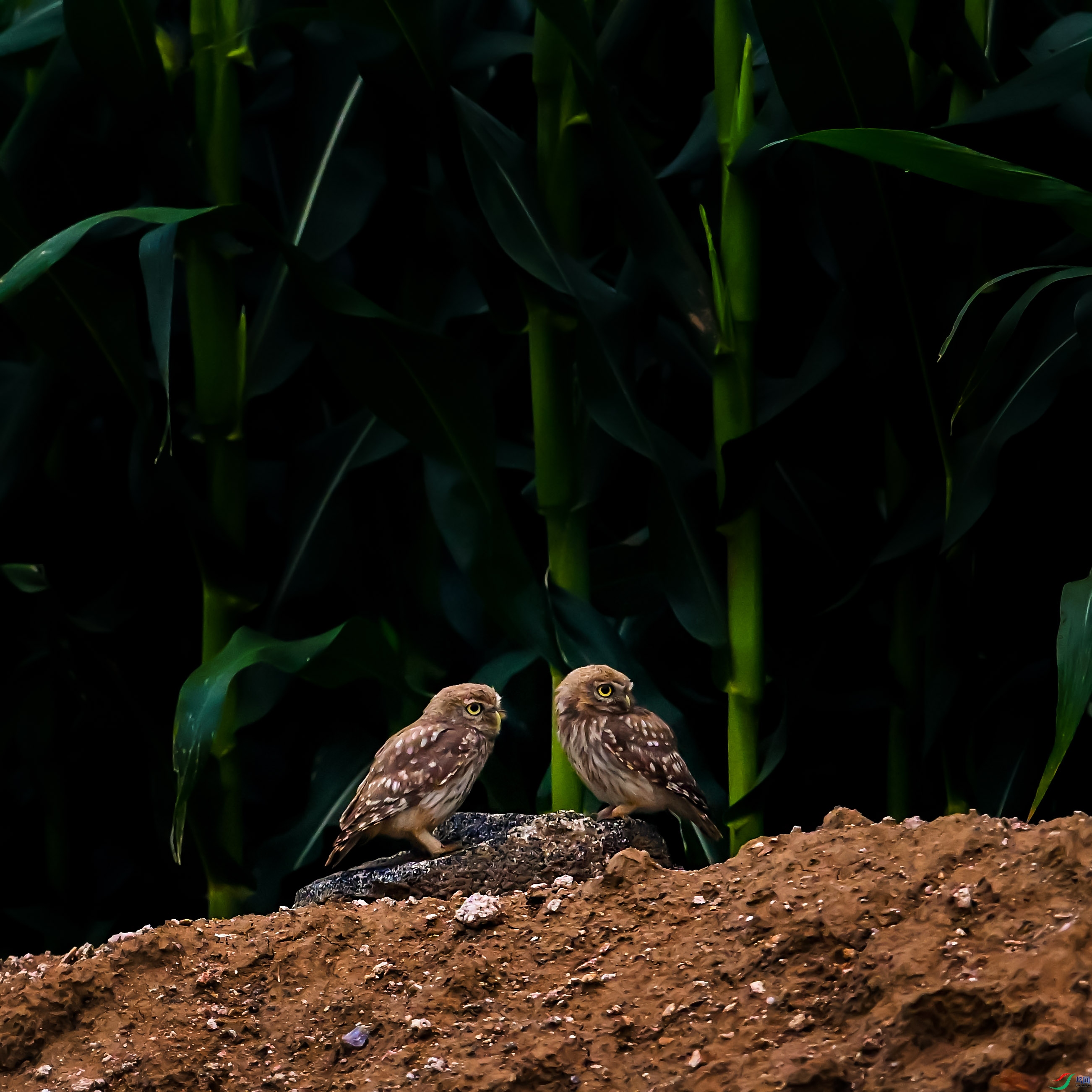 DSC_7454.jpg