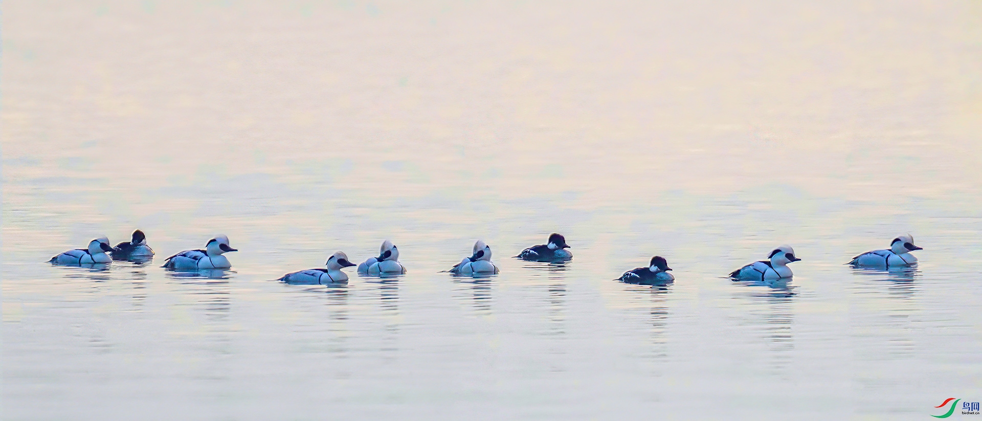 _60A7989 ����-Sh----1 .jpg