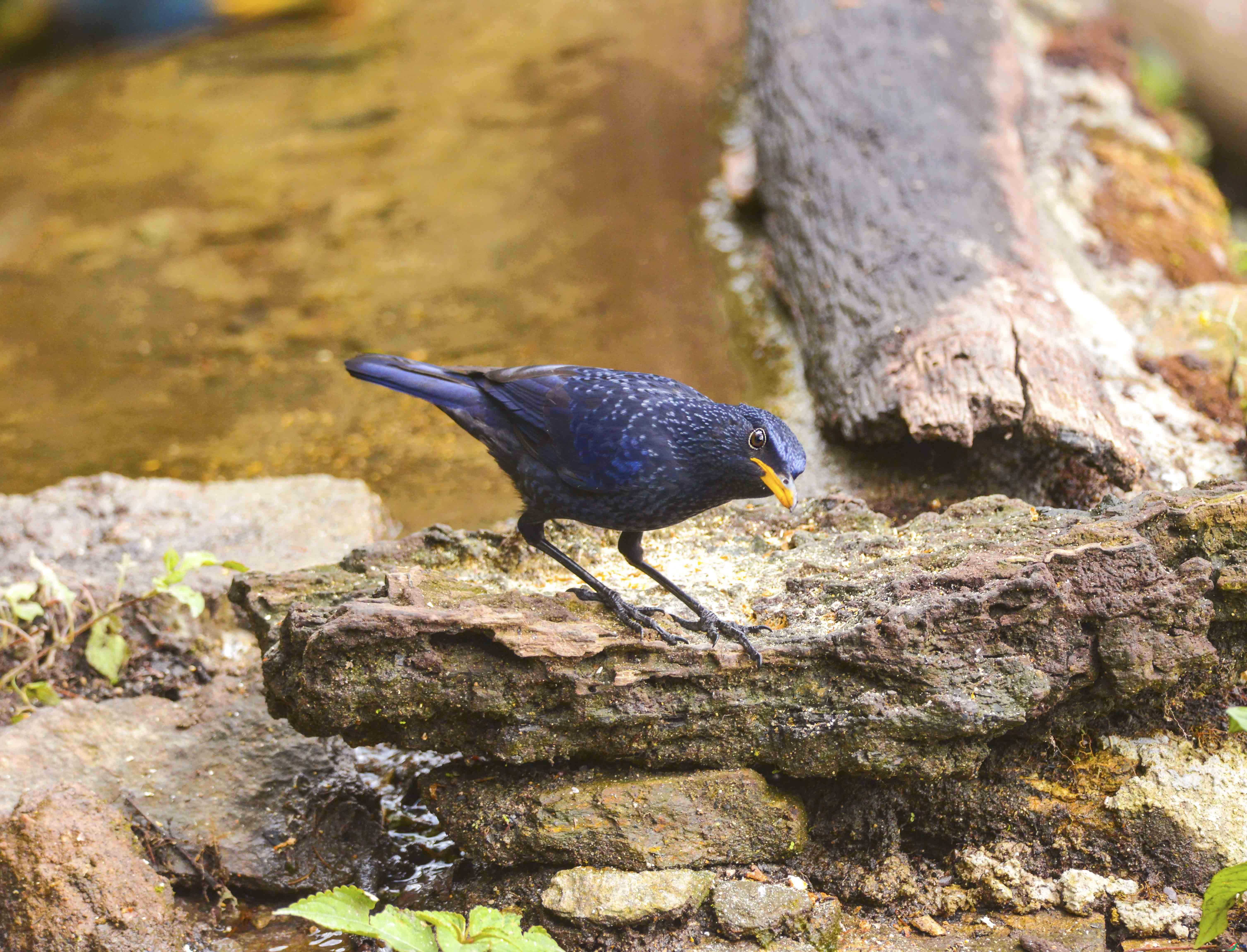 DSC_0074.jpg