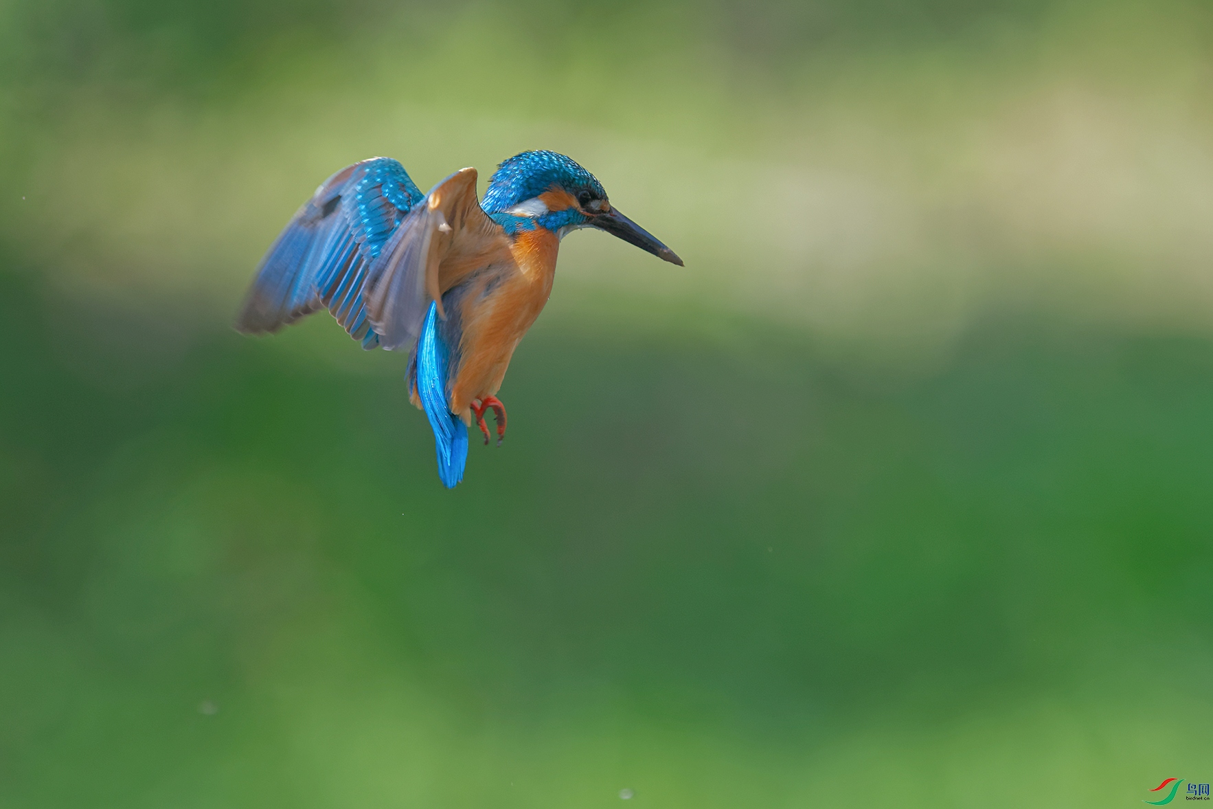 DSC_8798_DxOa.jpg