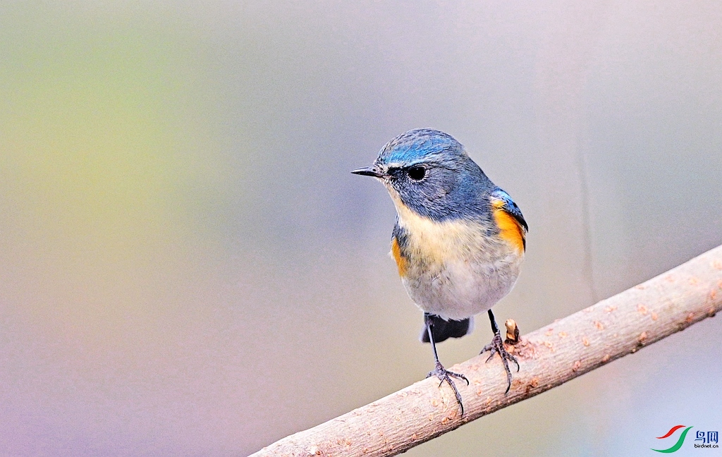 DSC_9195_���� - ����.jpg