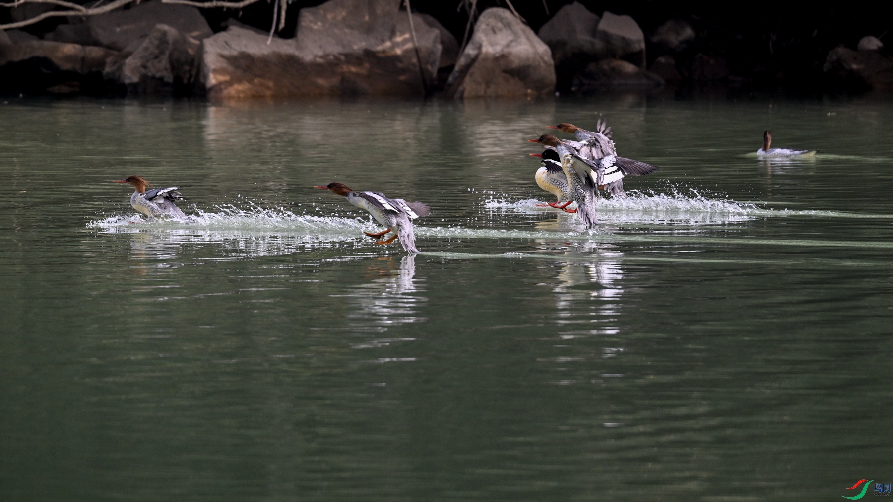 DSC_6959.JPG