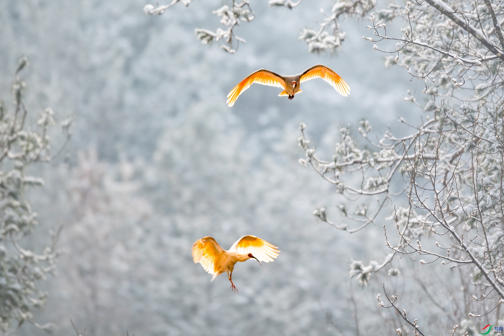 DSC_4291-����ǿ-SR ���� 21.jpg