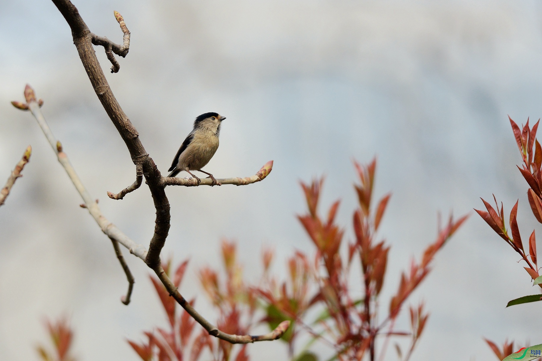 DSC_8980_��ϵԶ��.jpg