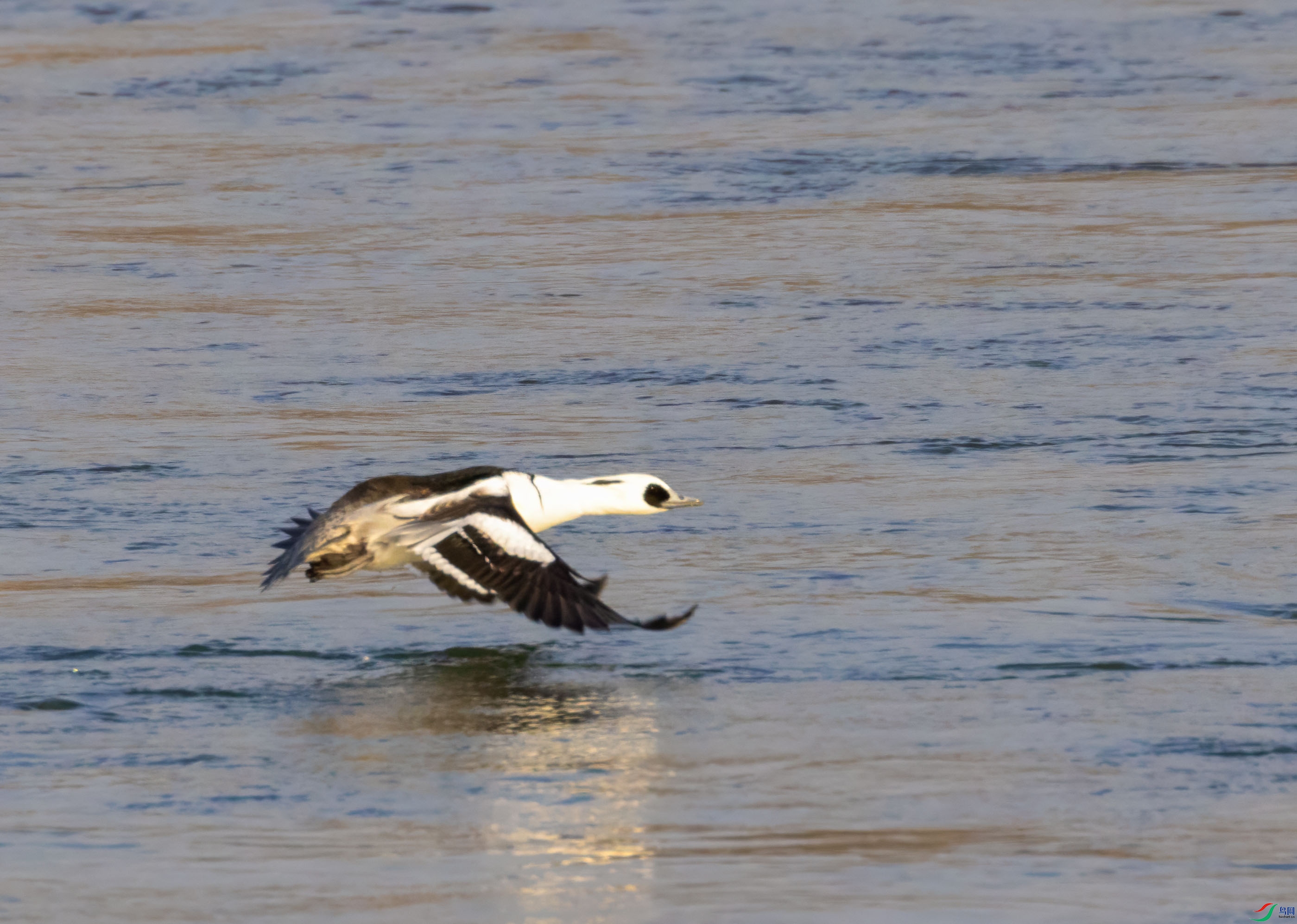 C87A0481 ����.jpg