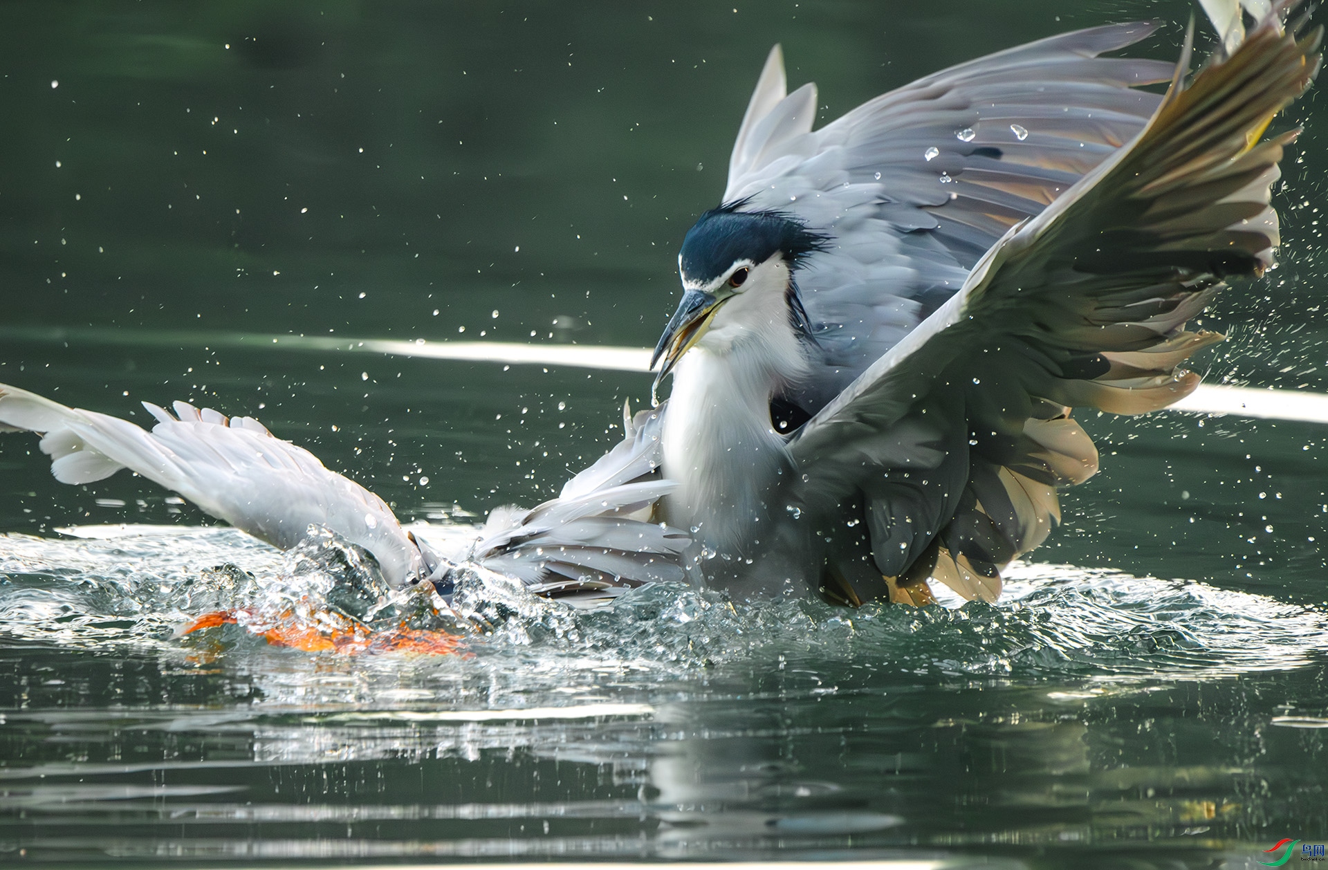 DSC_2536-����ǿ-NR ����.jpg