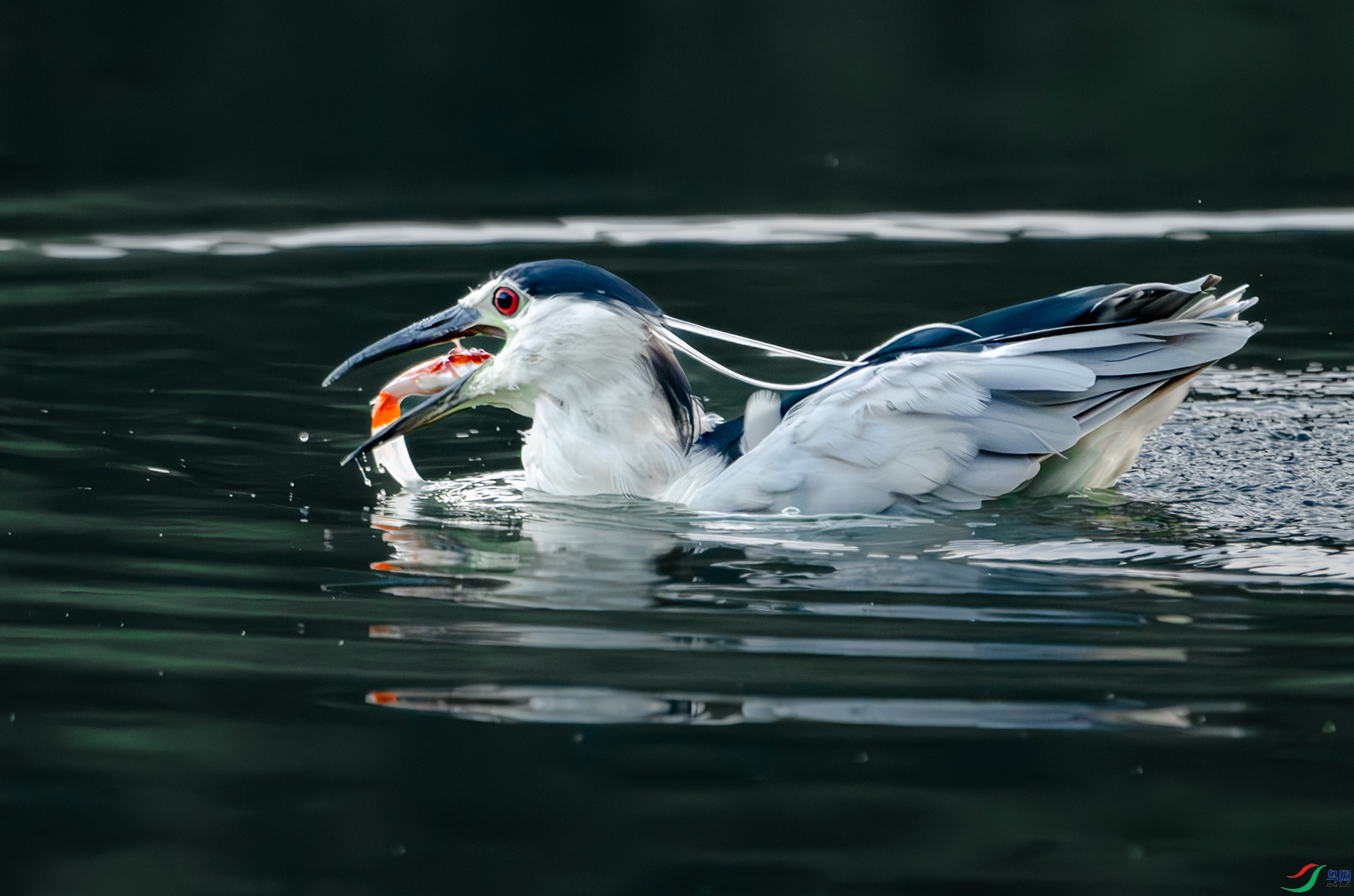 DSC_2571-����ǿ-NR ����.jpg