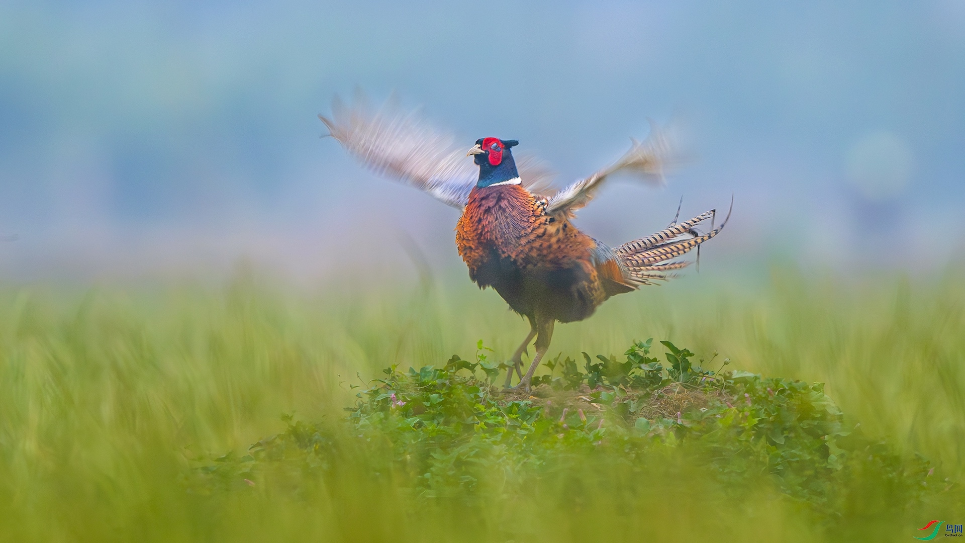 1_1XXL4266-����ǿ-NR ����.jpeg