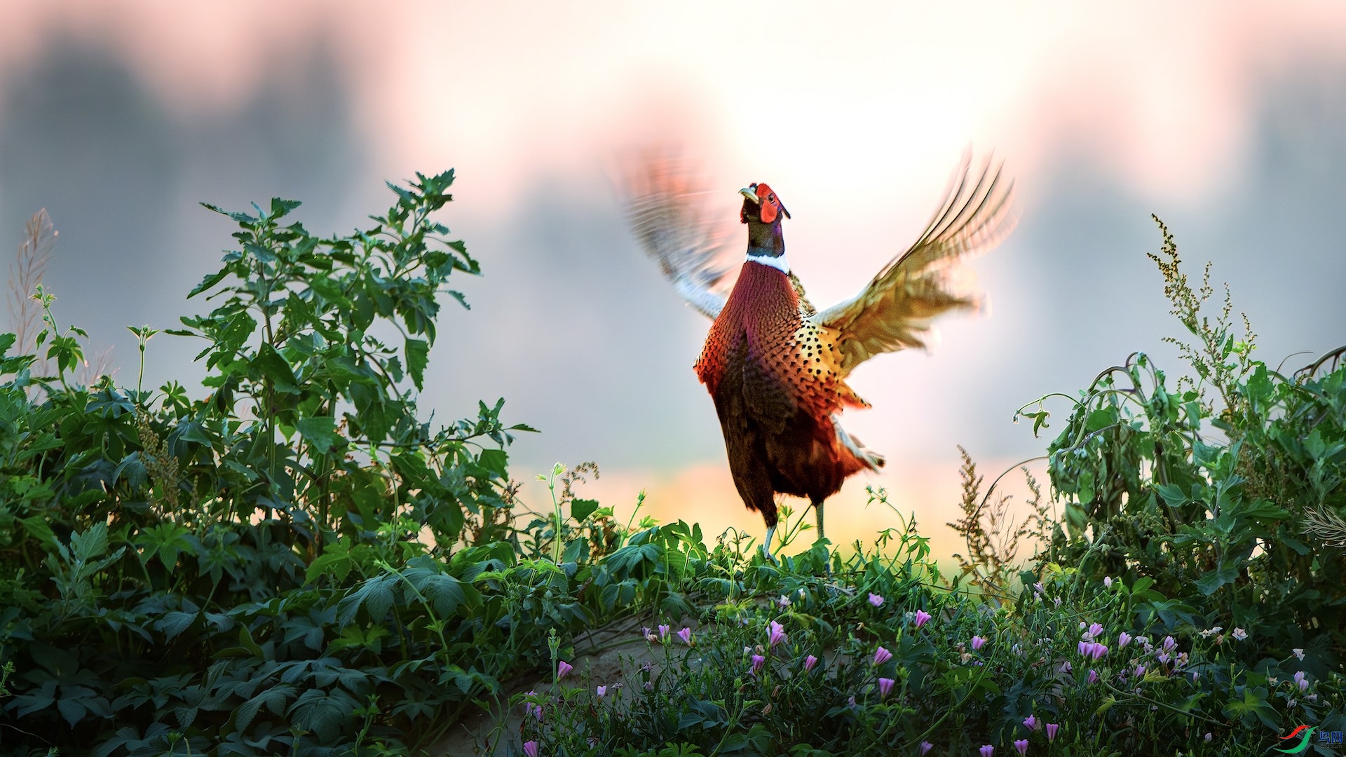 1_DSC1352-����ǿ-NR ����.jpeg