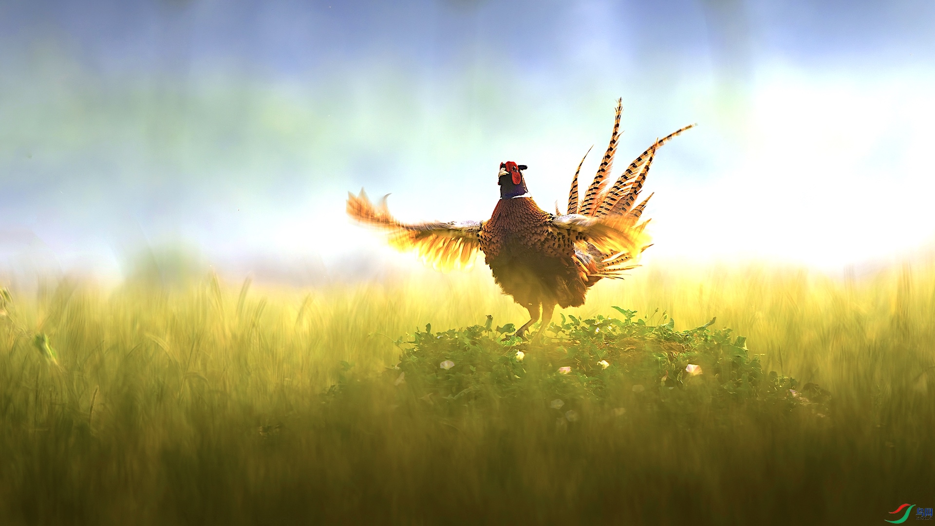 1_XXL3592-����ǿ-NR ���� 2.jpeg