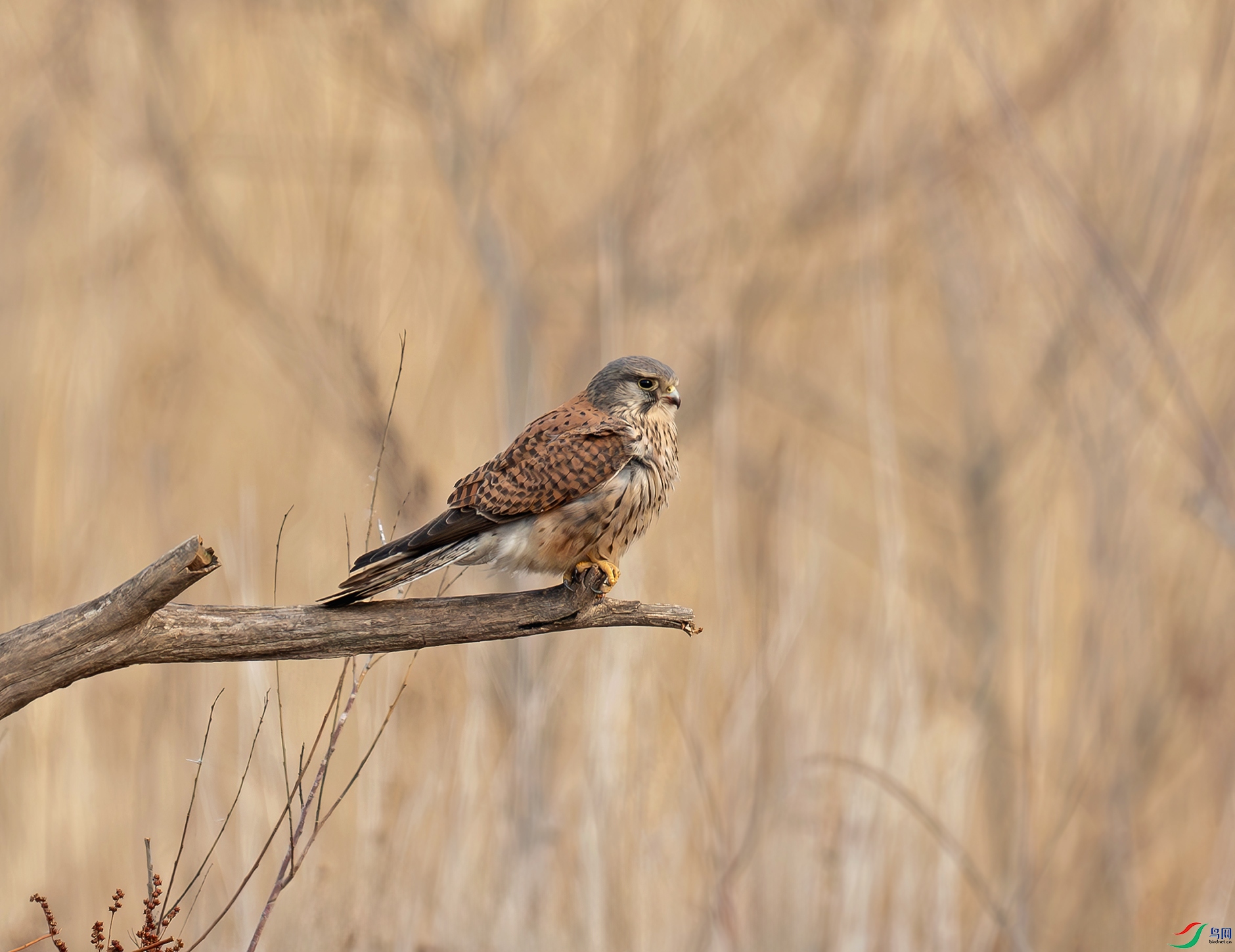 DSC_2584d.jpg