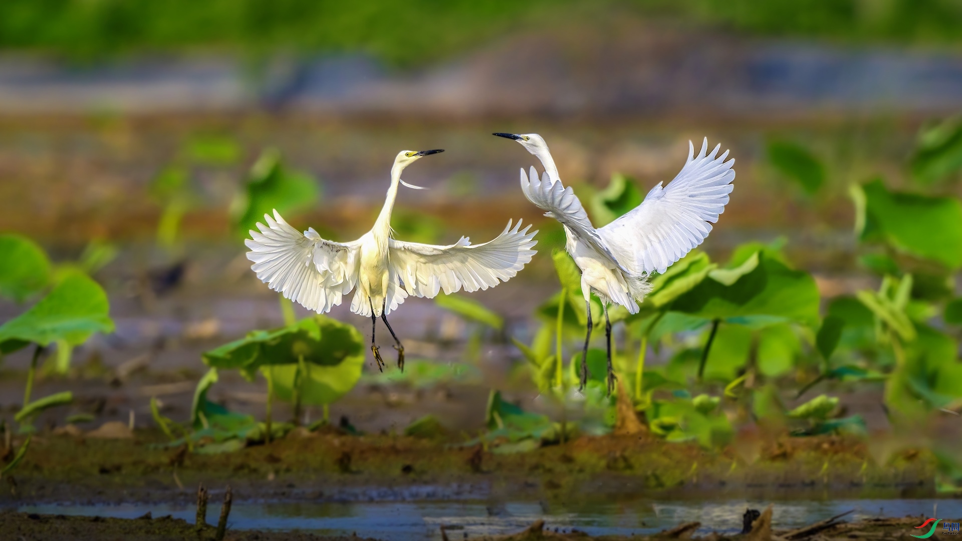 1_XXL6184 ���� 2.jpeg