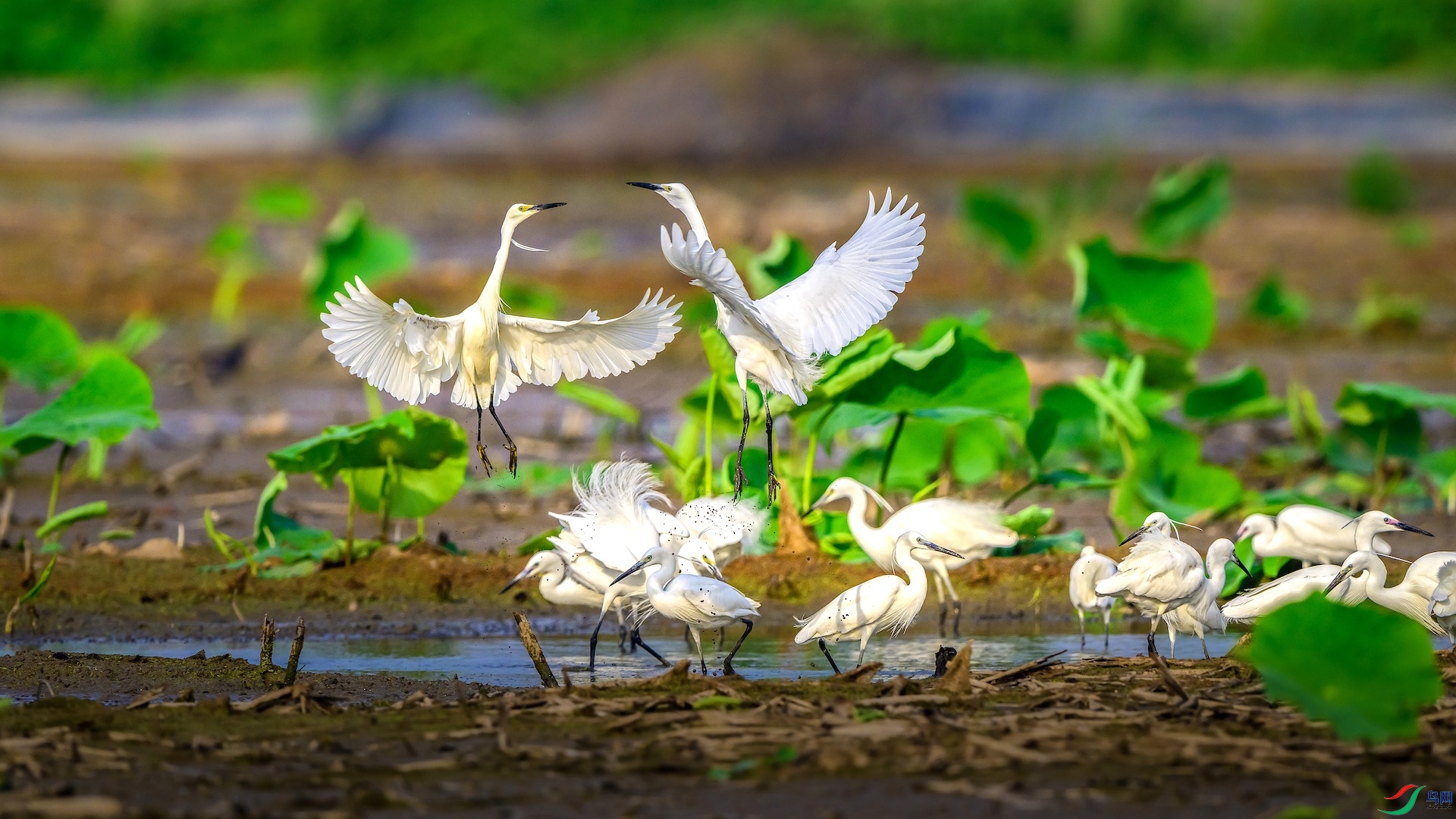 1_XXL6184 ���� 21.jpg