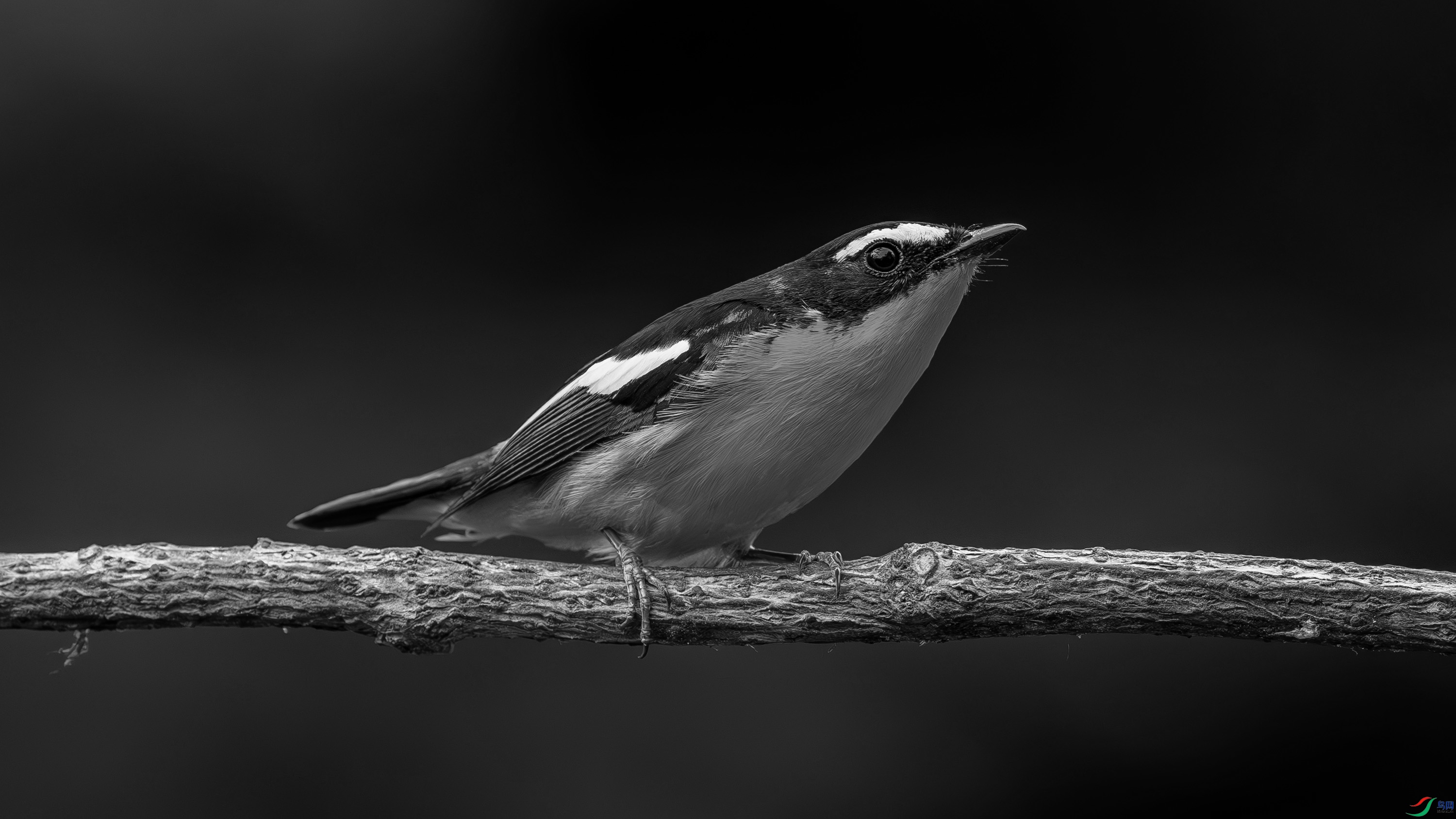 DSC05379-h.jpg