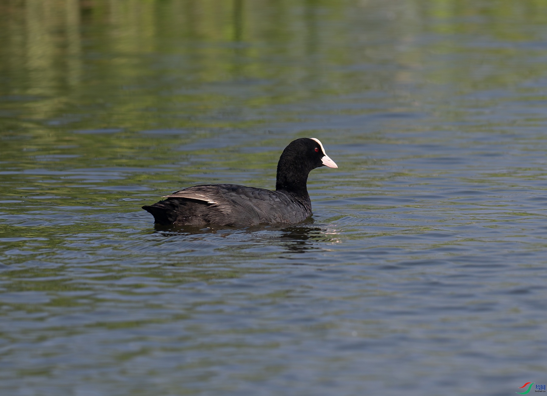 _DSC8668f.jpg