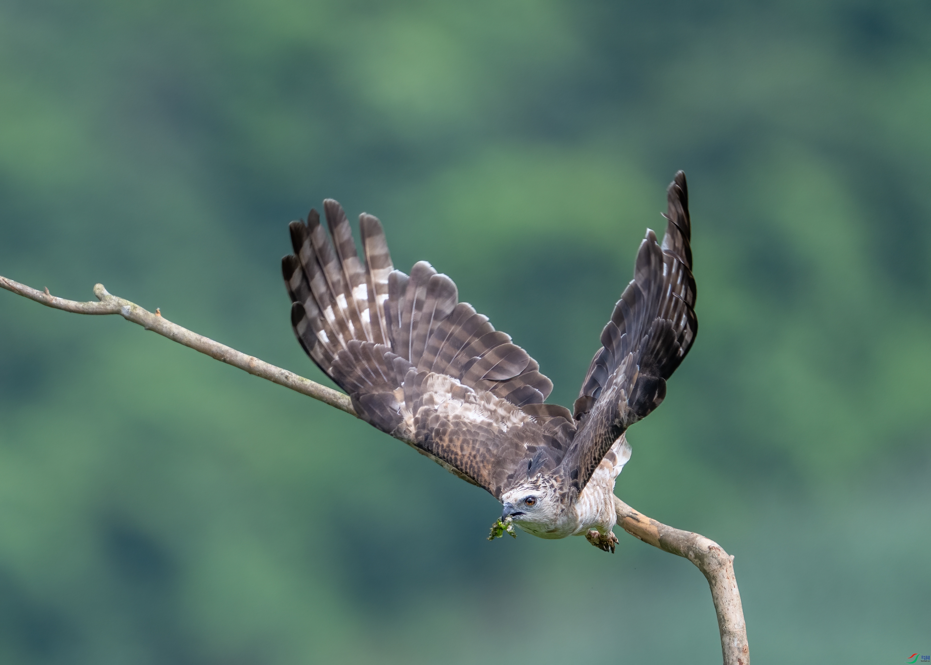 DSC_2102-1.jpg