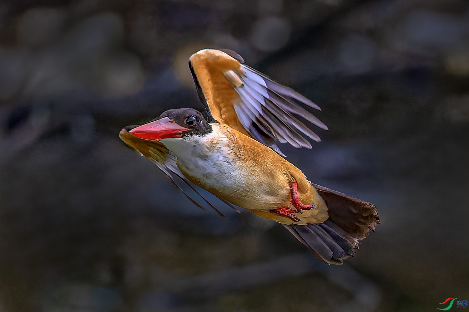 _97A7600-CR3 copy.jpg