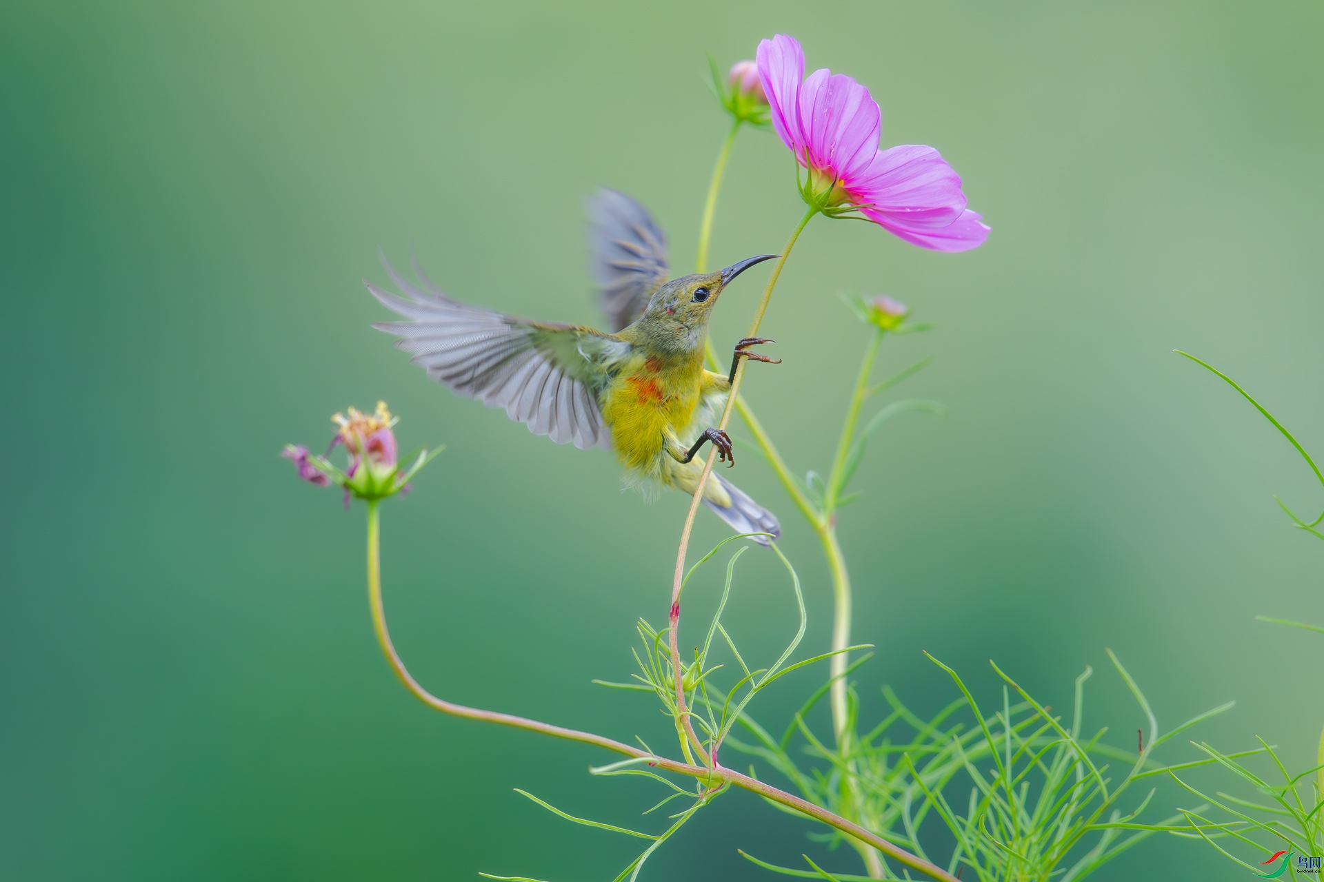 DSC_2860-����ǿ-NR.jpg