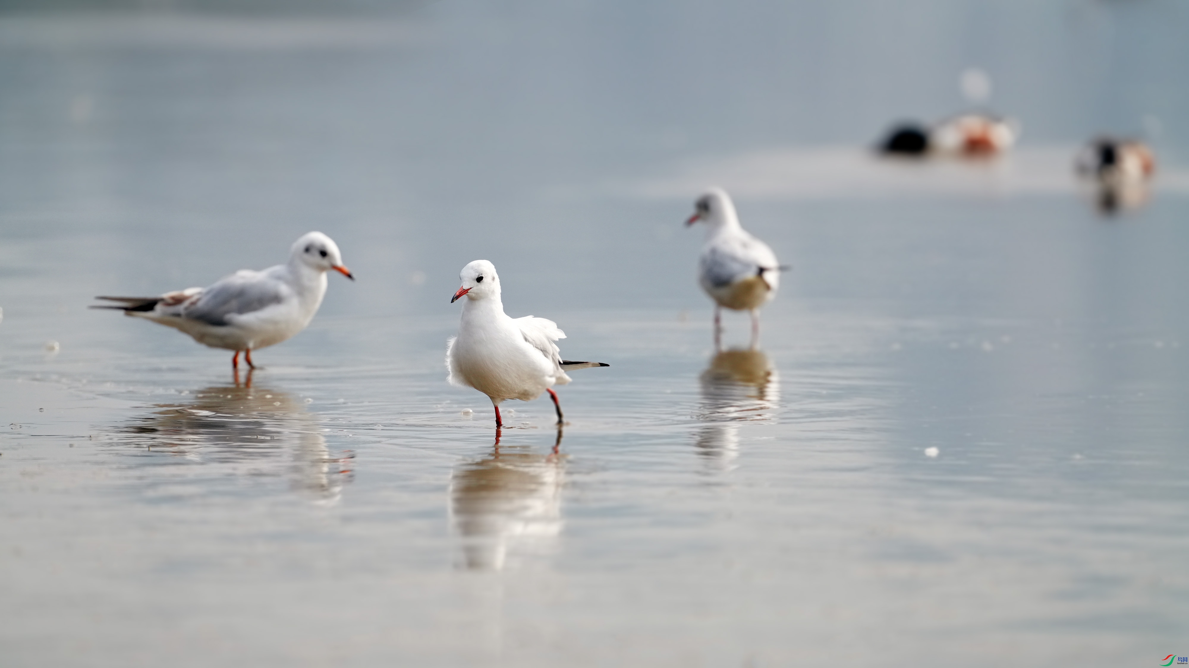 DSC00949 ����.jpg