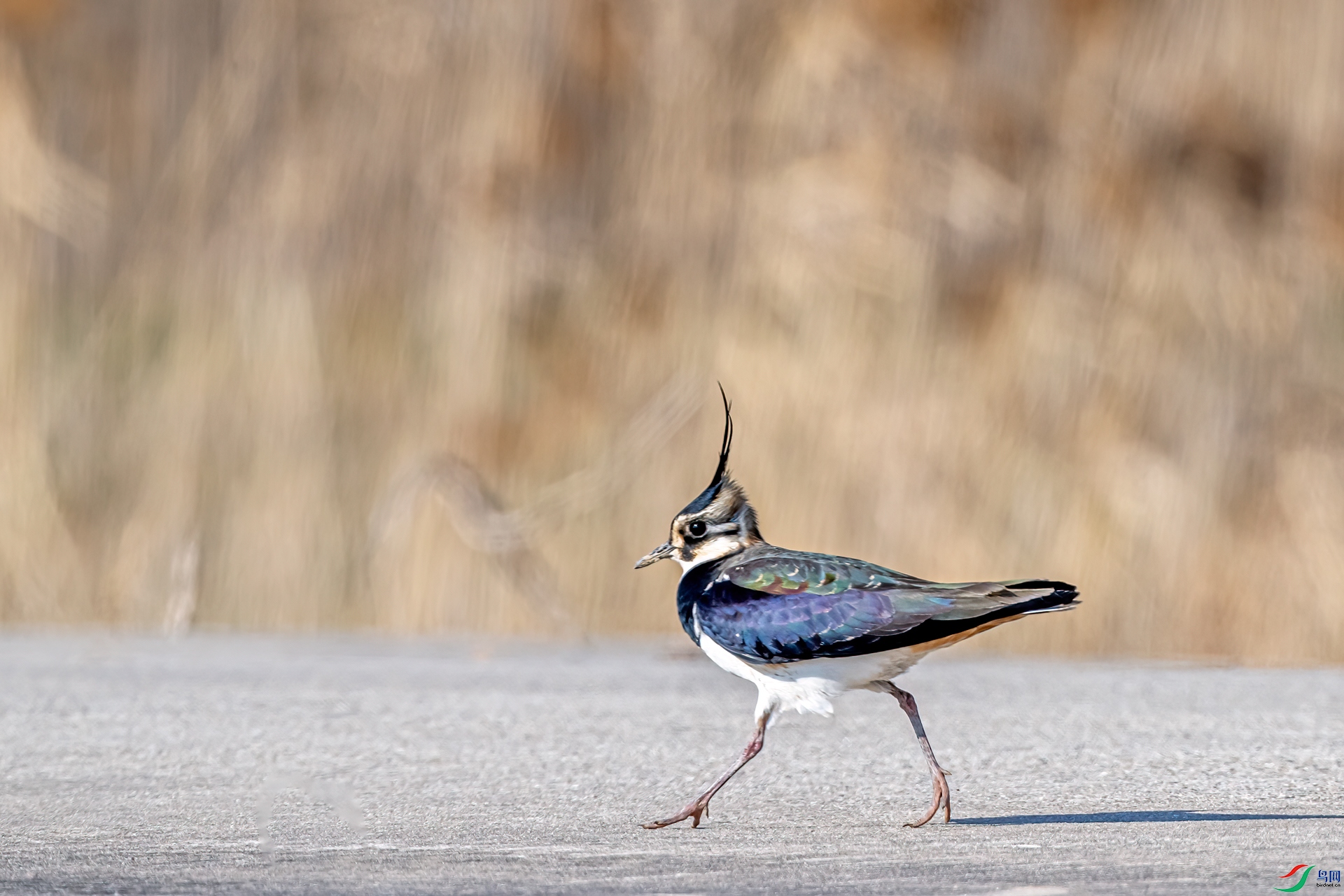 DSC_5114-1.jpg