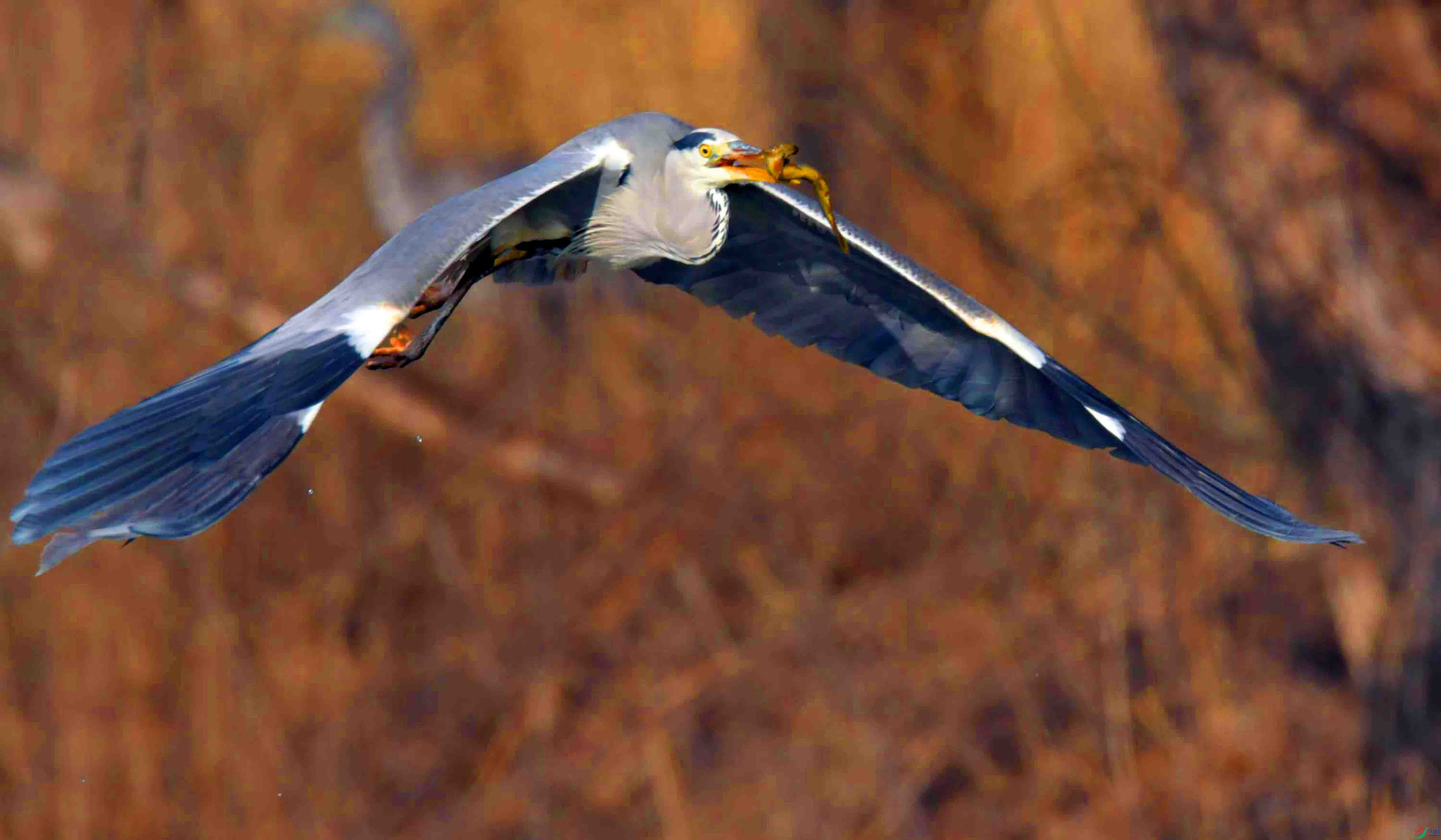 DSC_2345.JPG